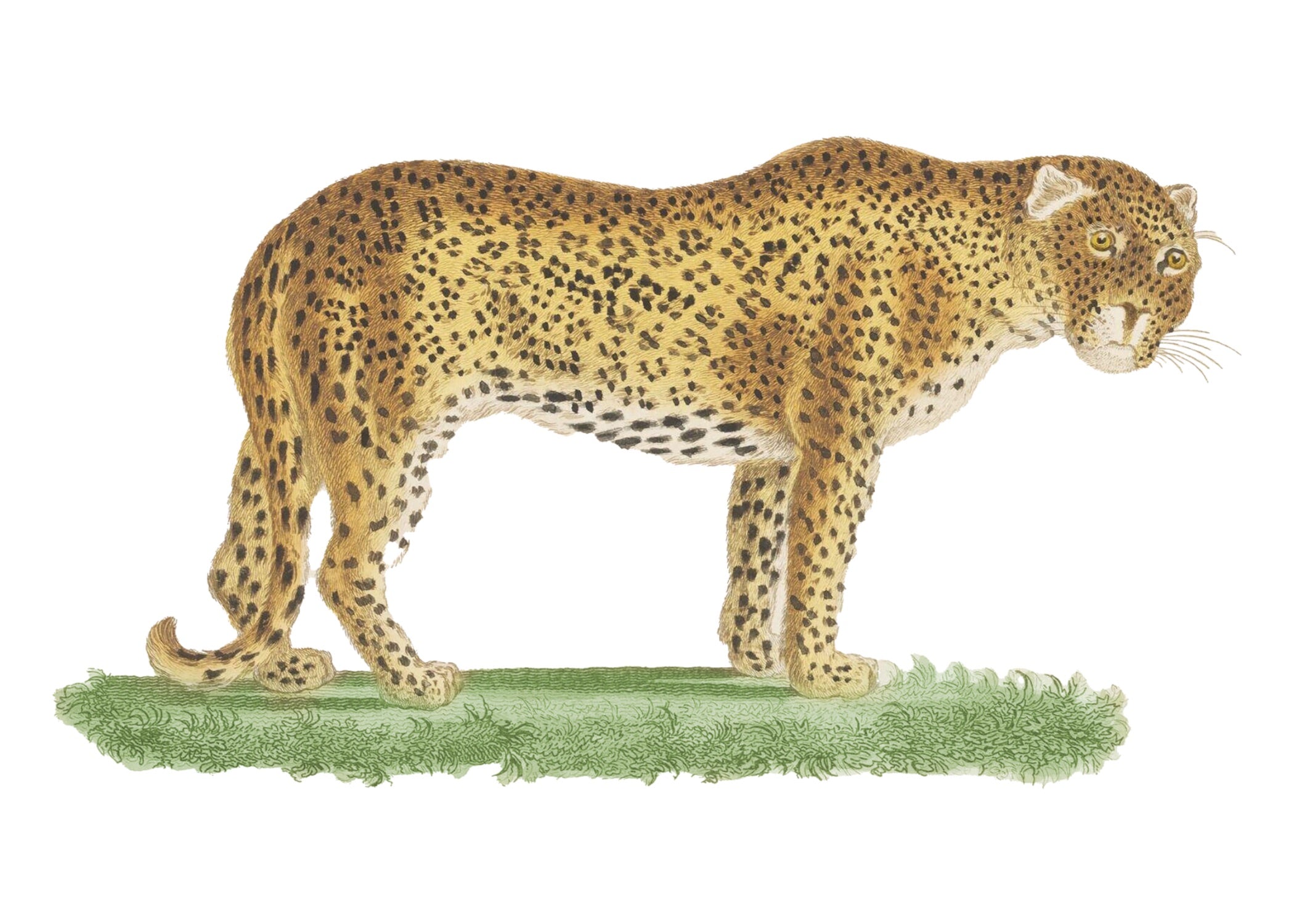 ANIMAL 8