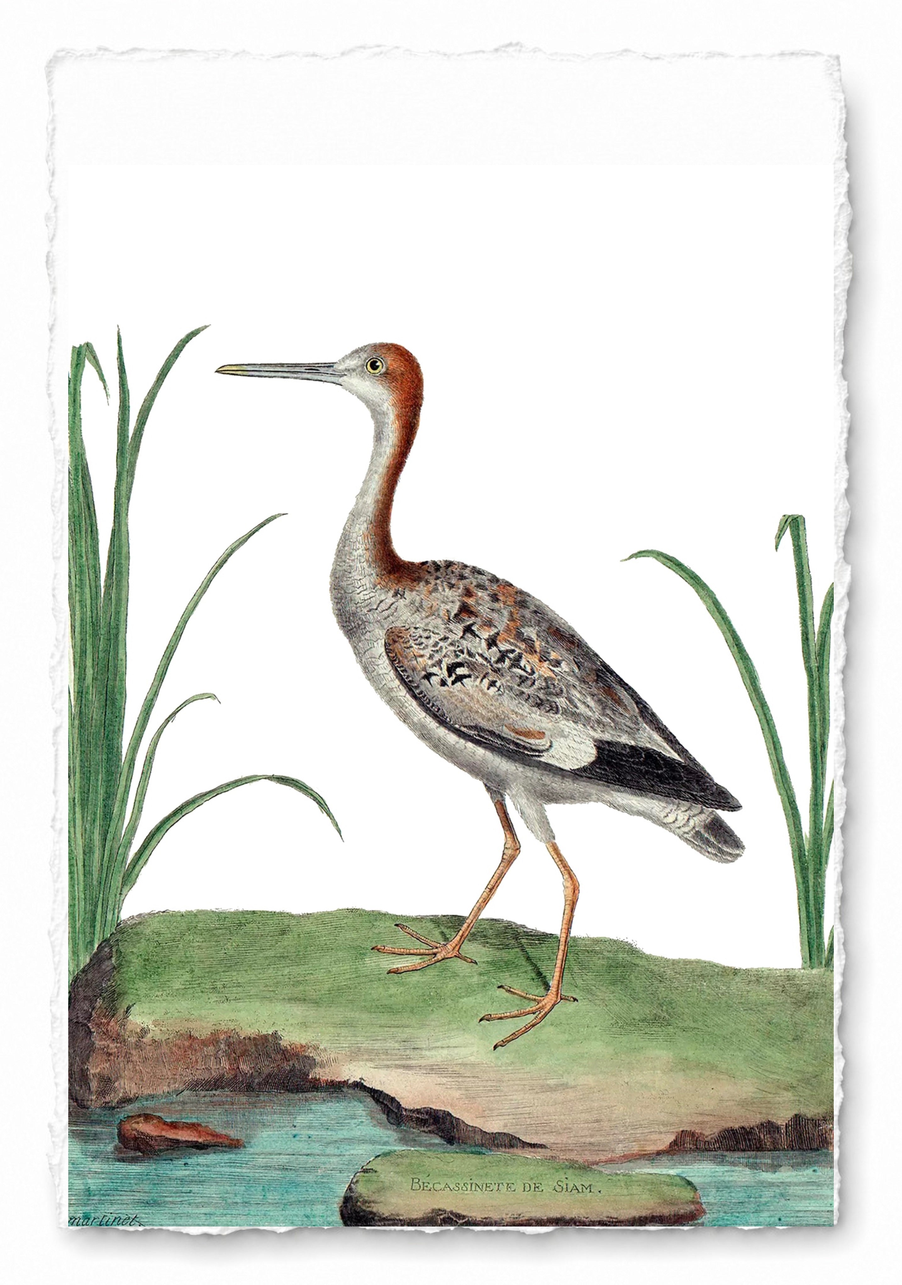 AQUATIC BIRD 11