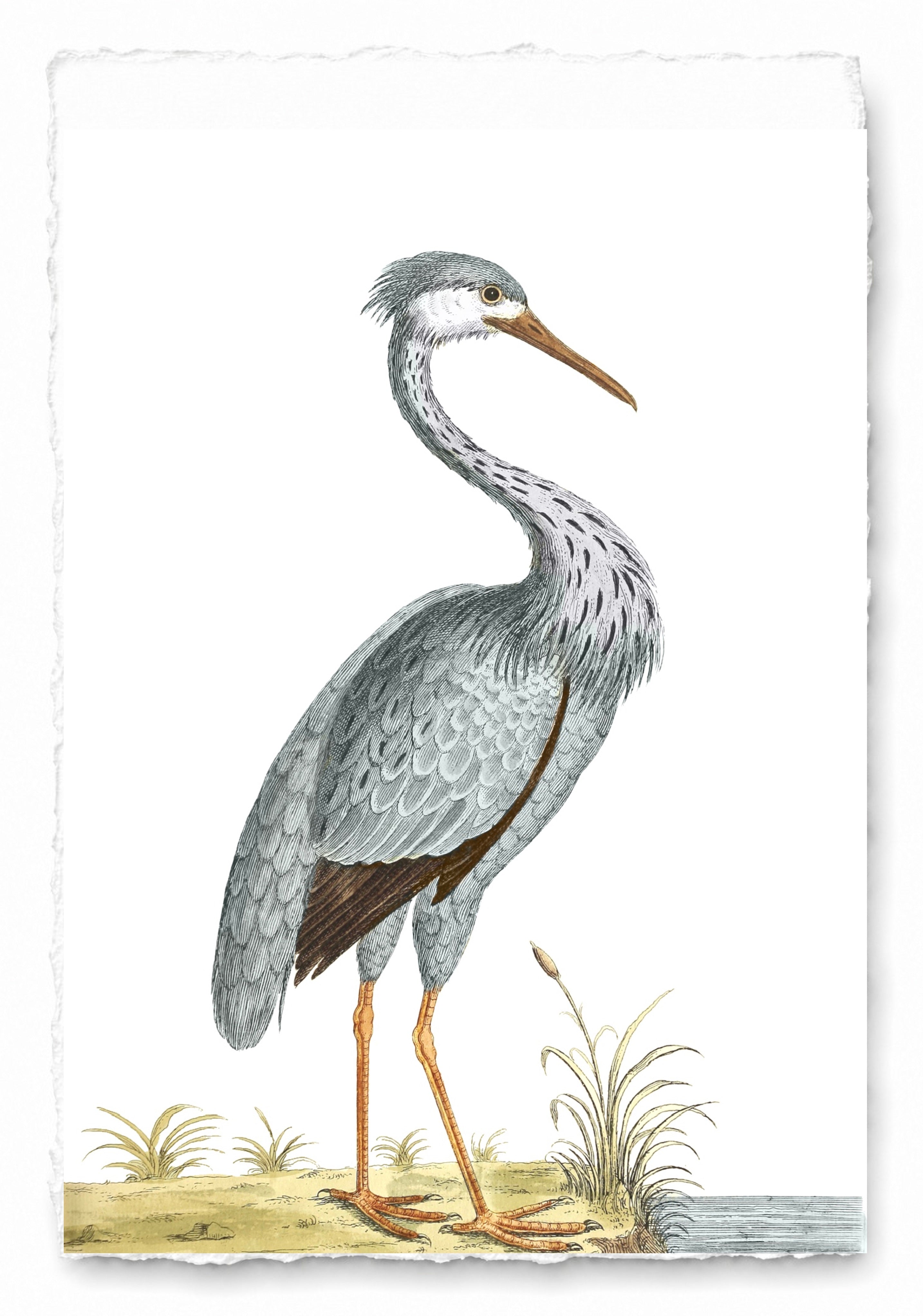 AQUATIC BIRD 19