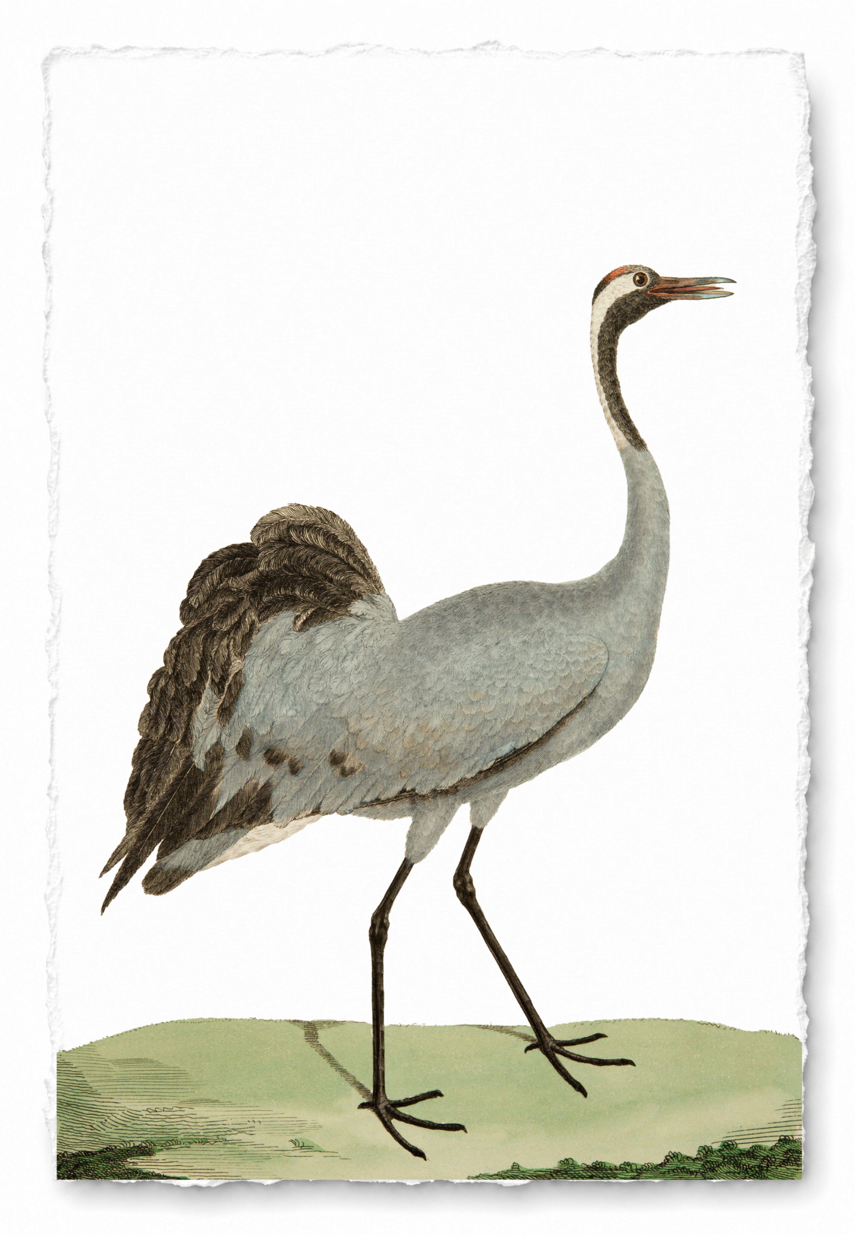 AQUATIC BIRD 23