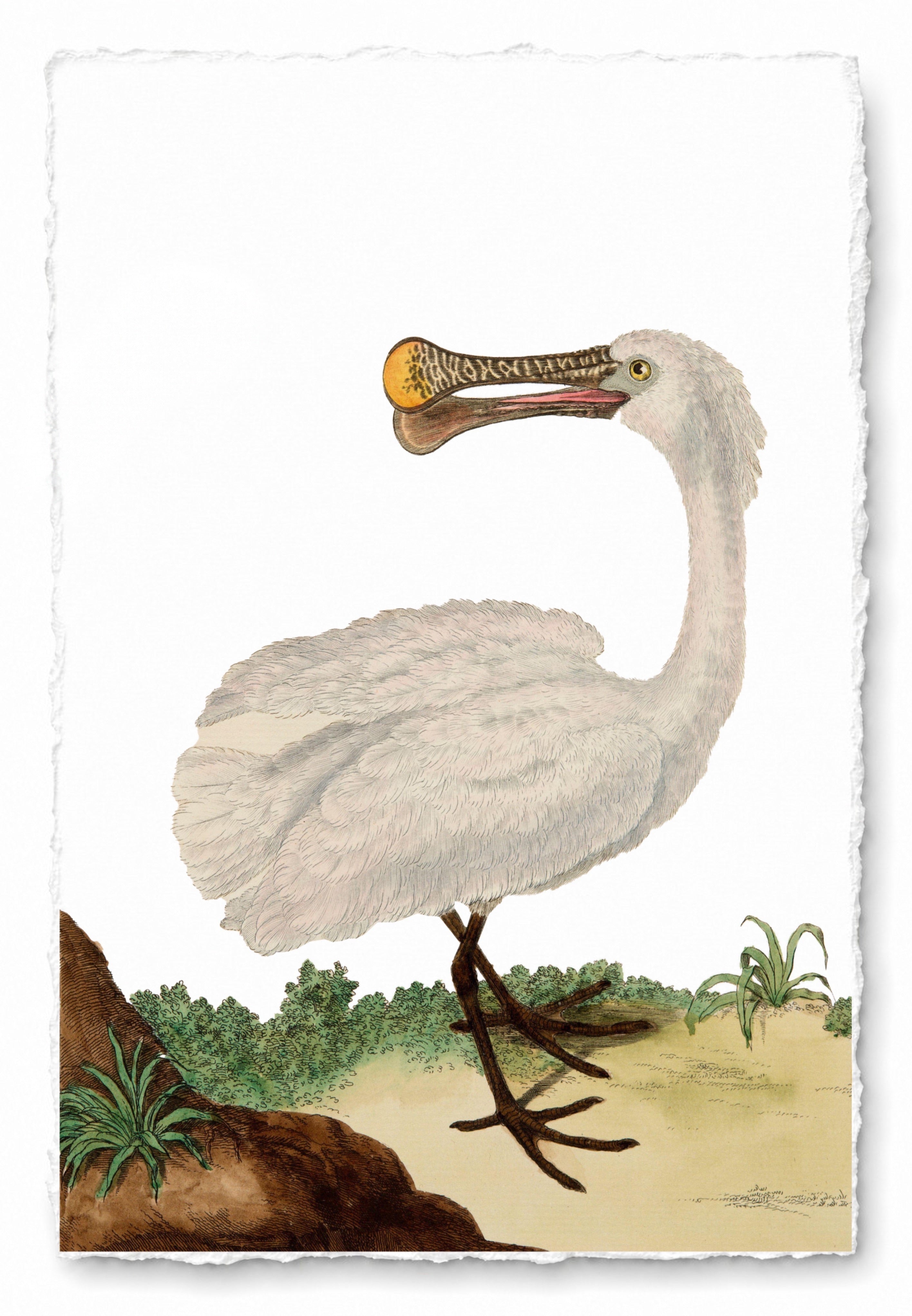 AQUATIC BIRD 24