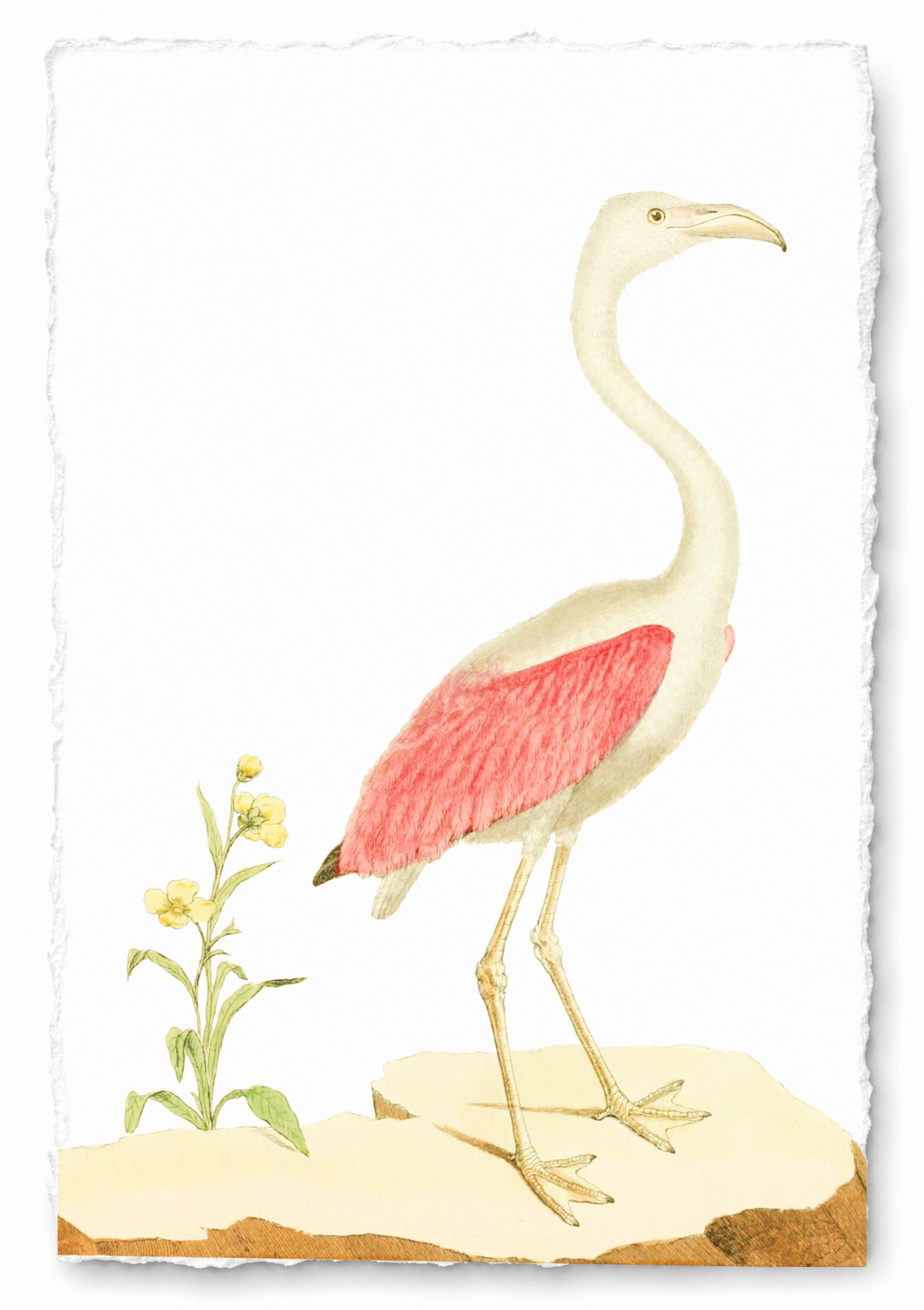 AQUATIC BIRD 26