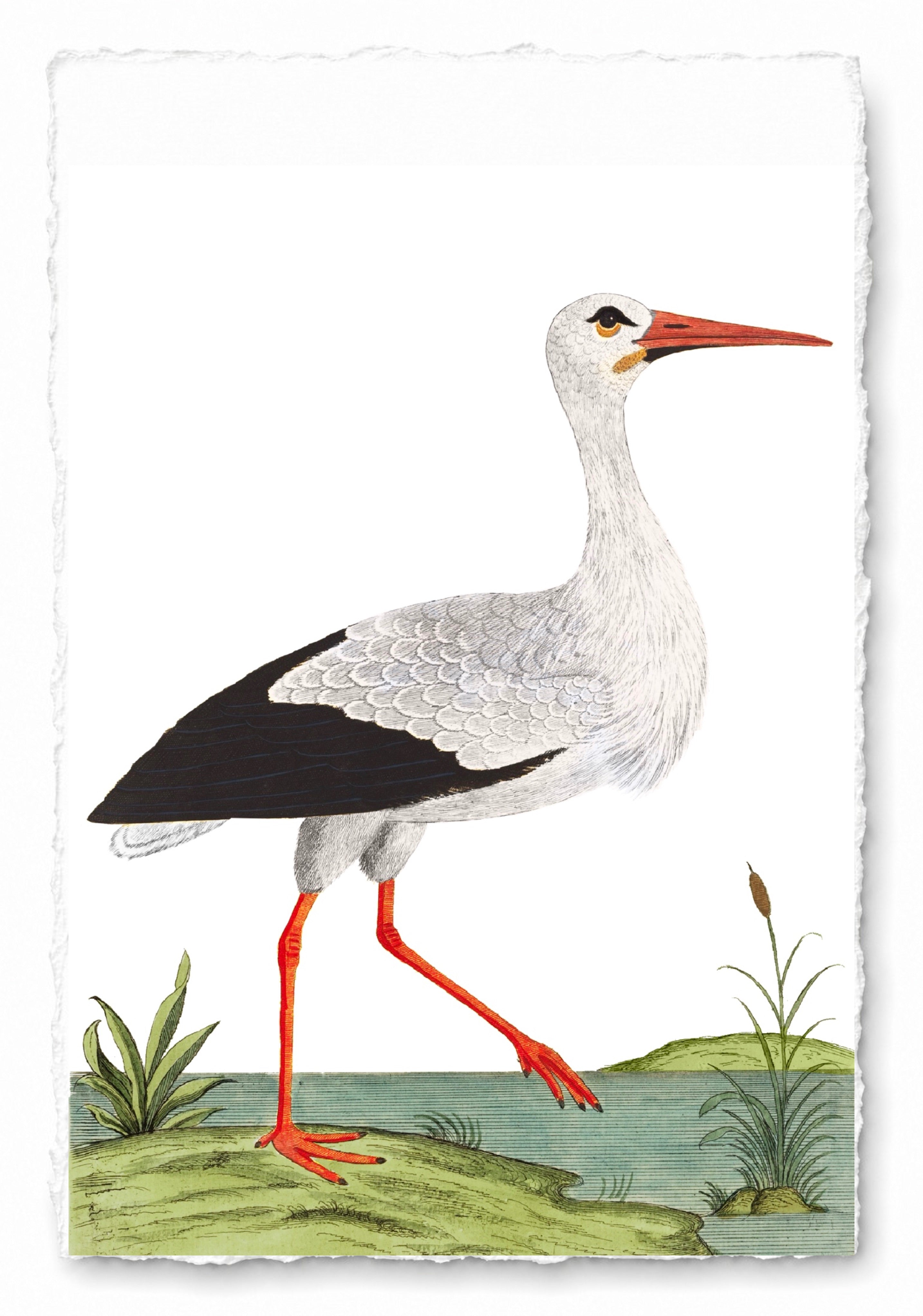 AQUATIC BIRD 3