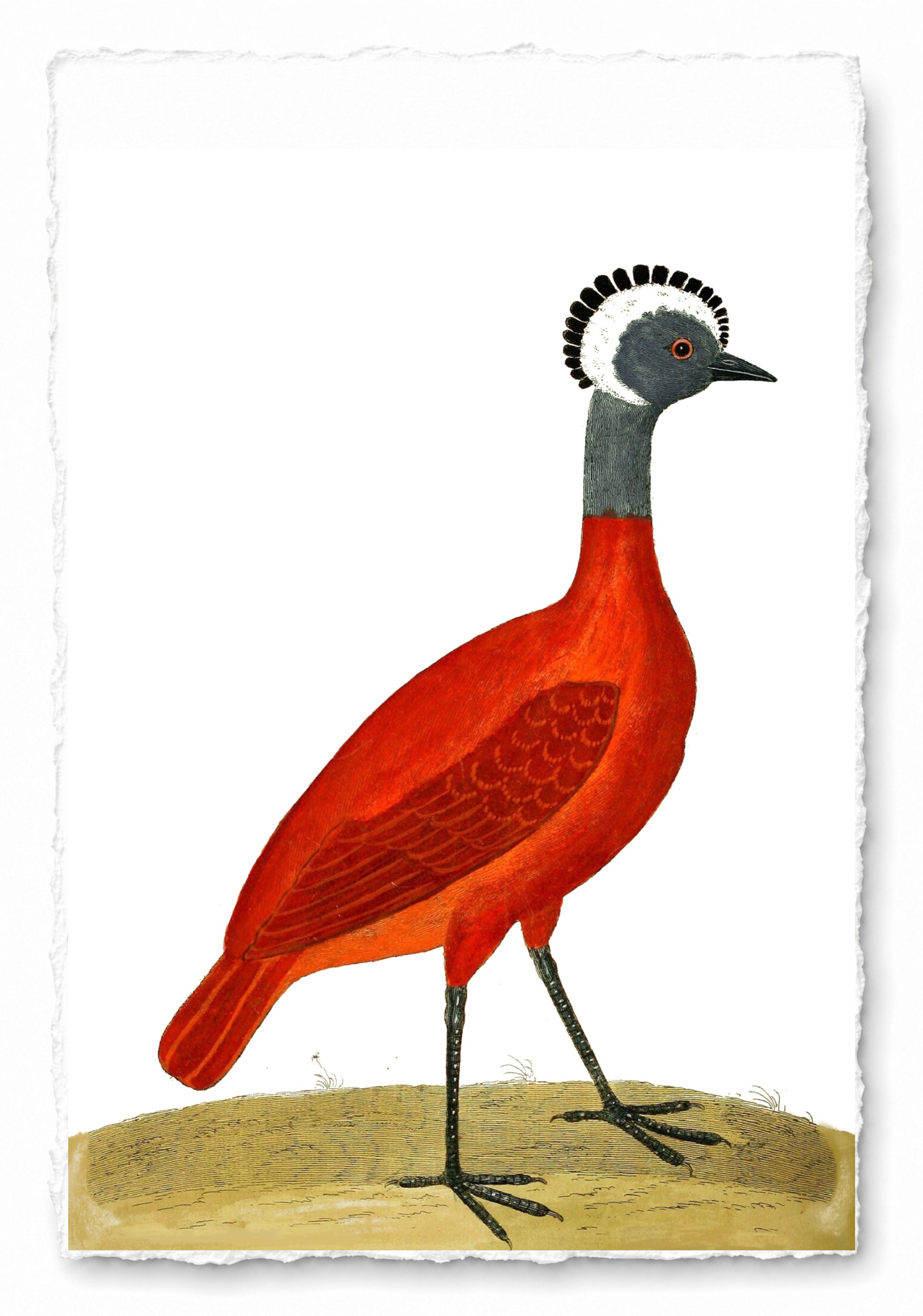 AQUATIC BIRD 4