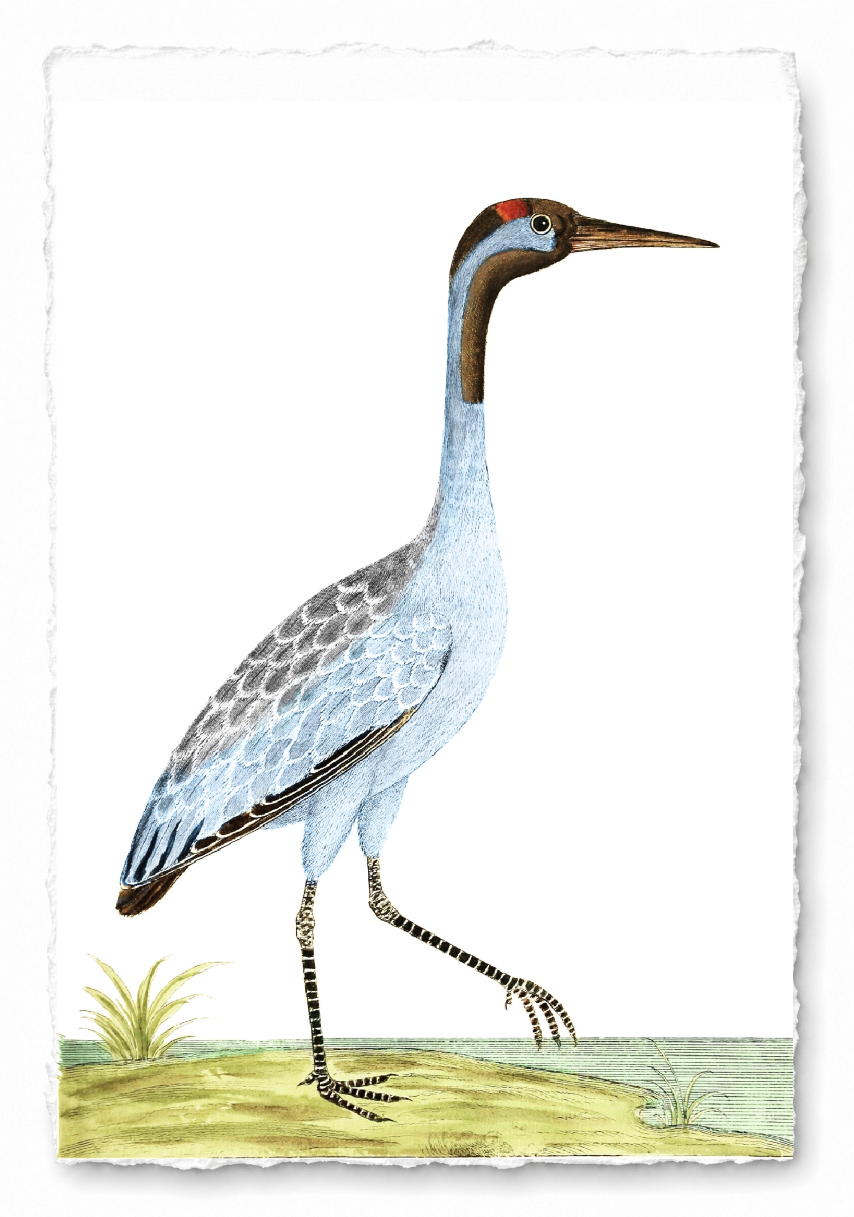 AQUATIC BIRD 5