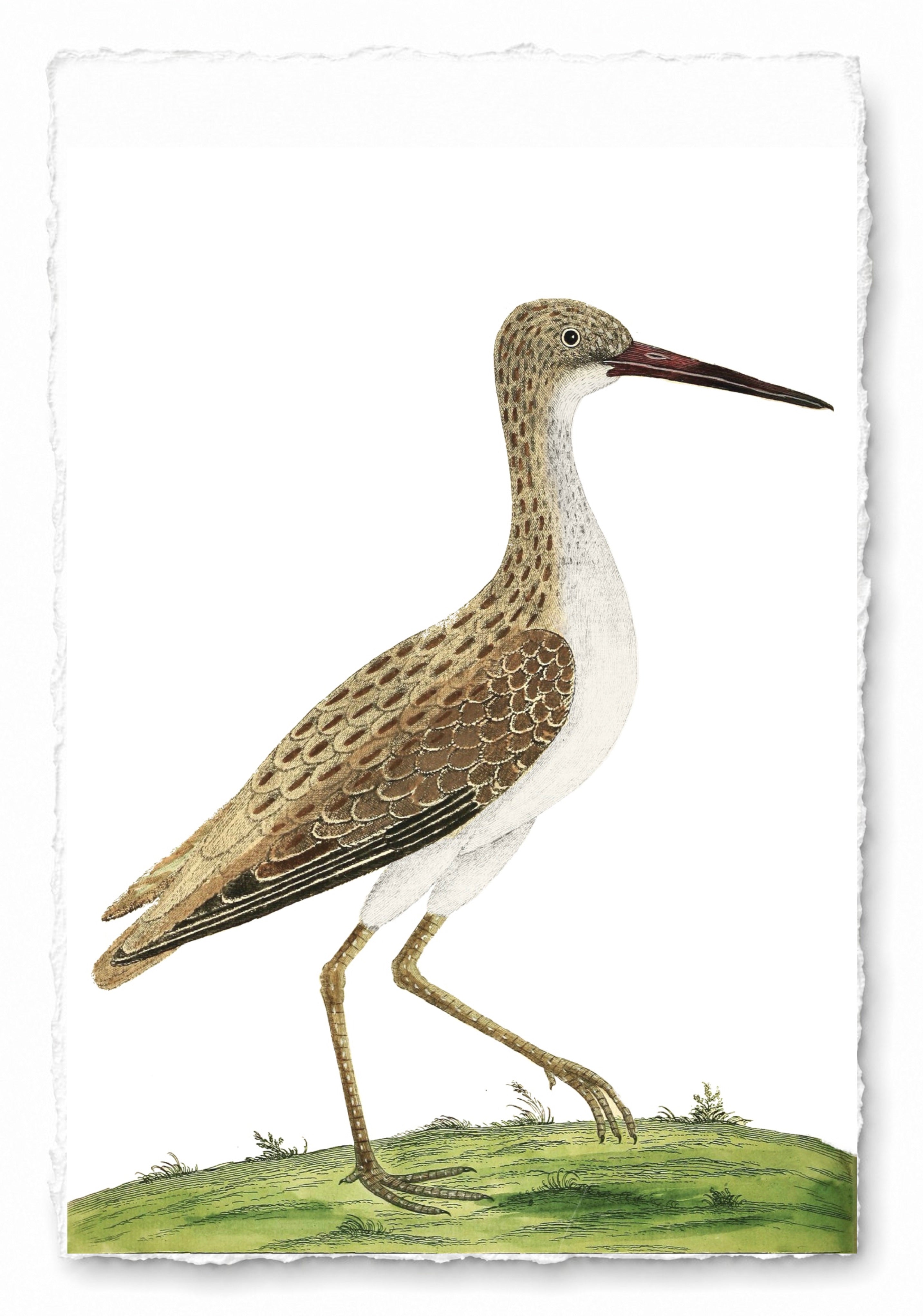 AQUATIC BIRD 6