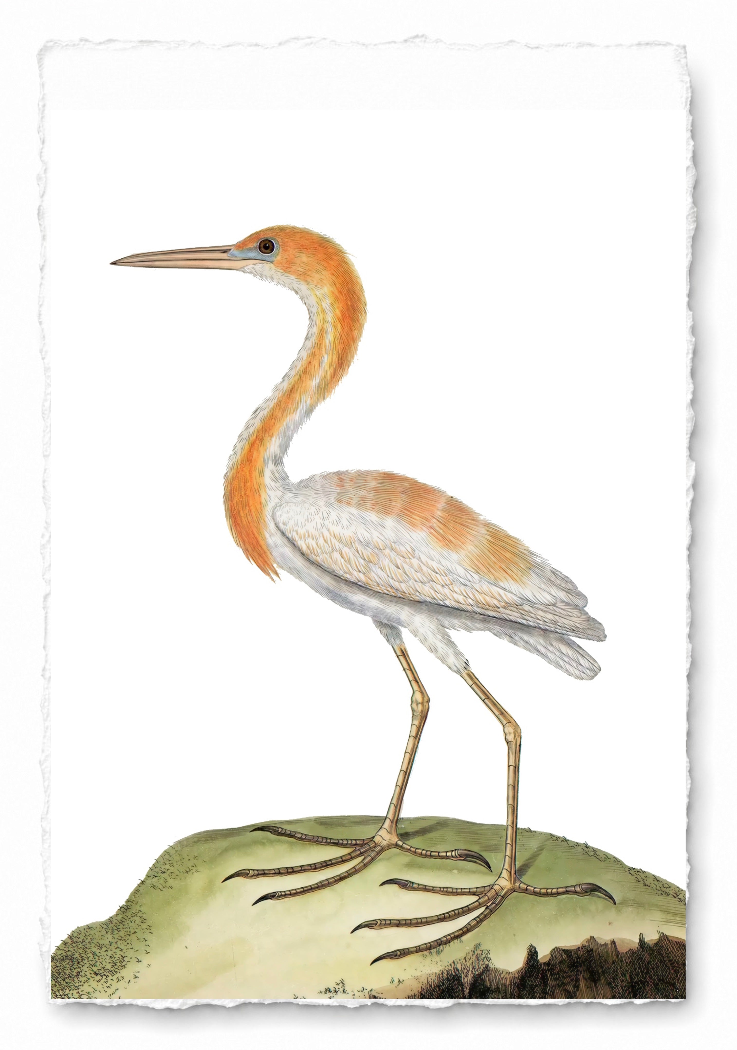 AQUATIC BIRD 8