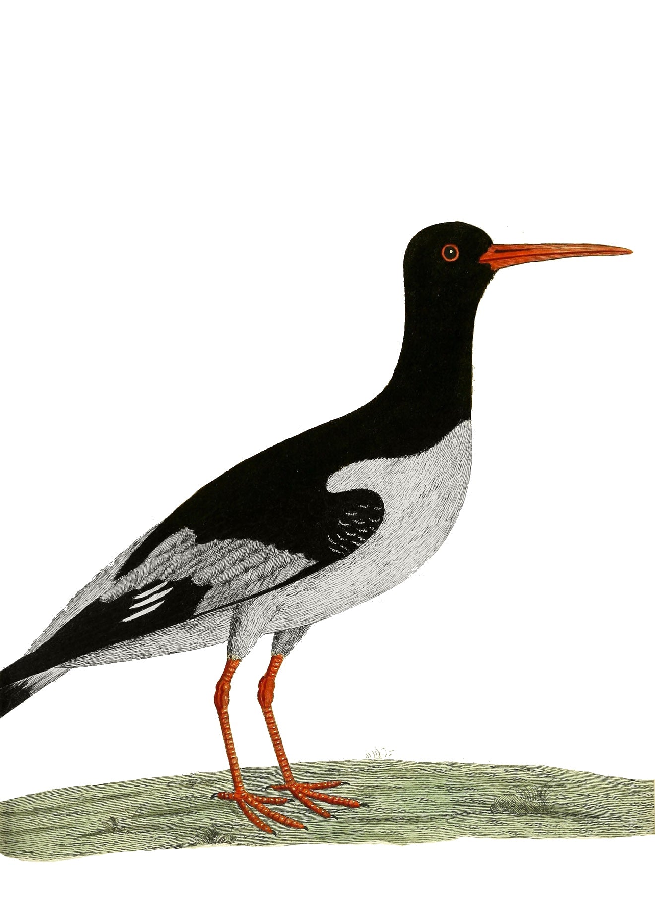 AQUATIC BIRD 17