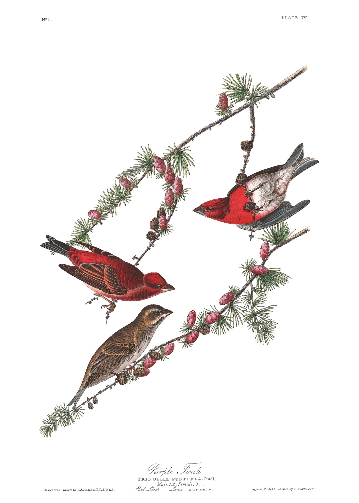 BIRDS OF AMERICA 1