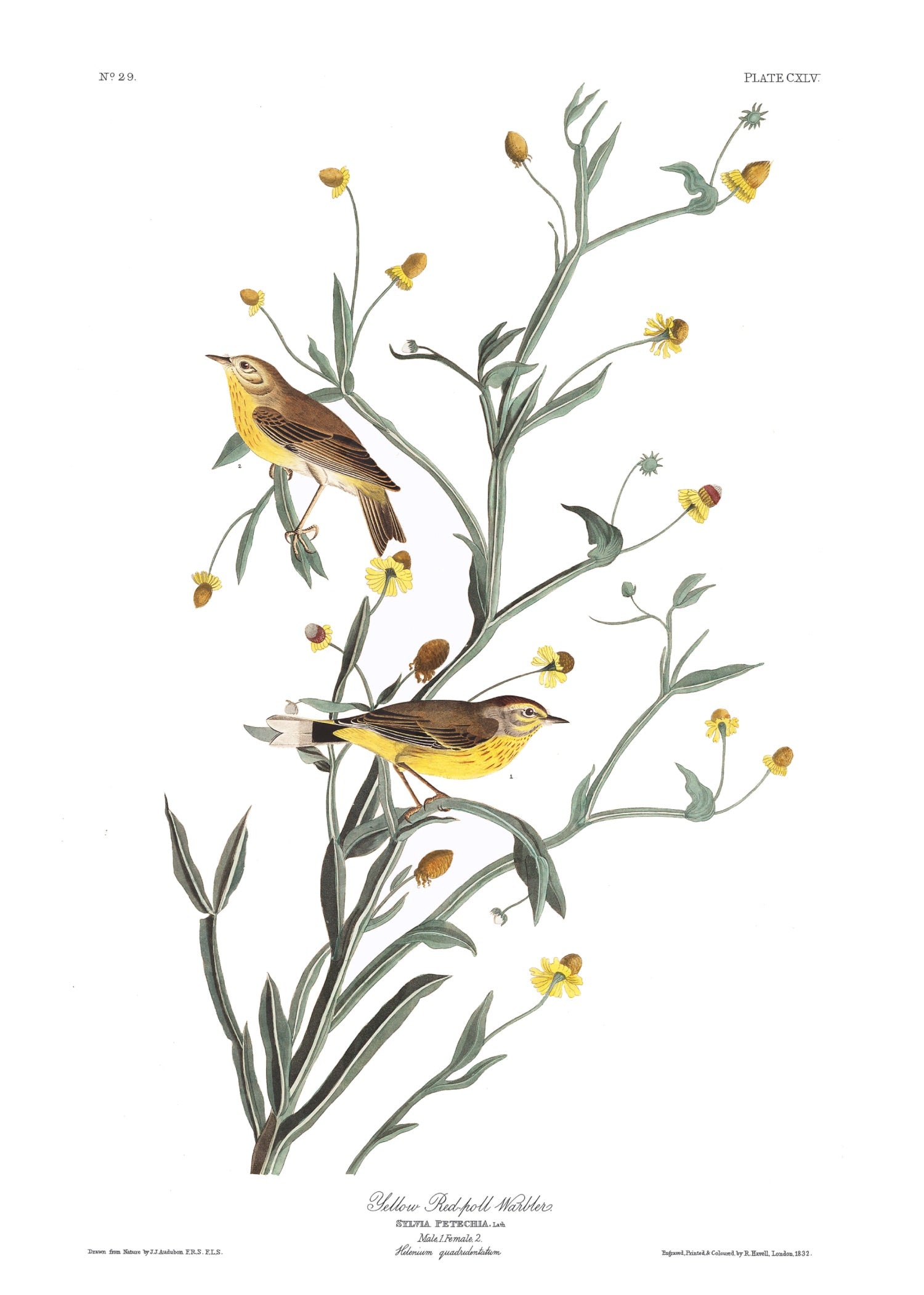 BIRDS OF AMERICA 12