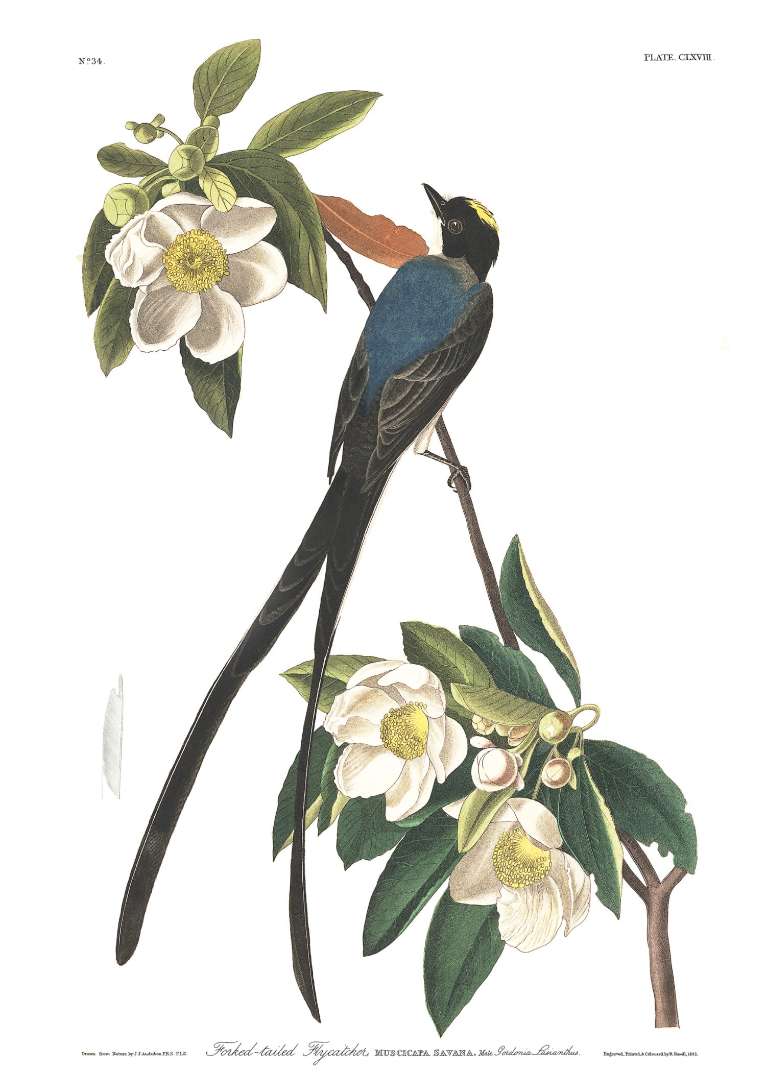 BIRDS OF AMERICA 13