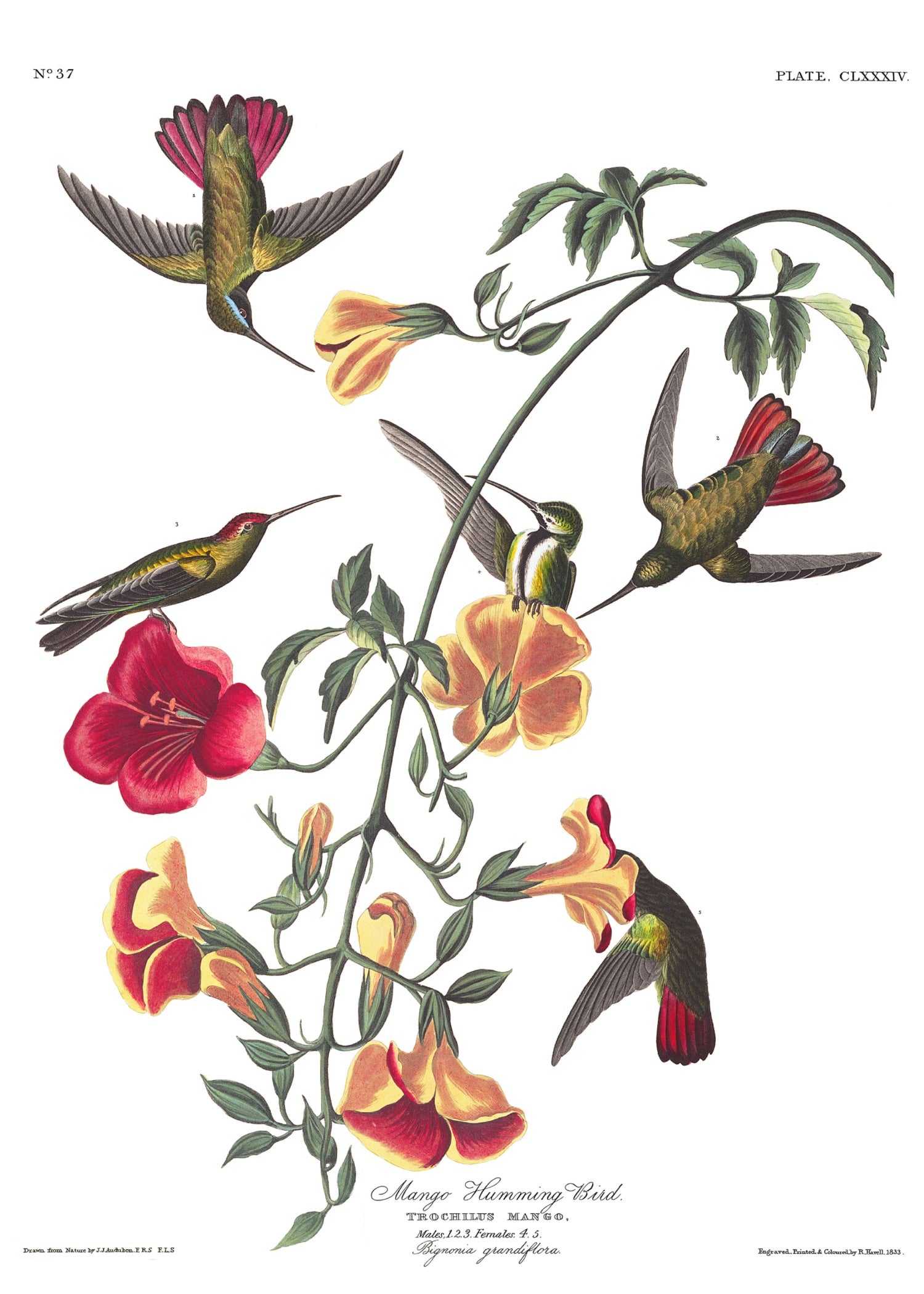 BIRDS OF AMERICA 15