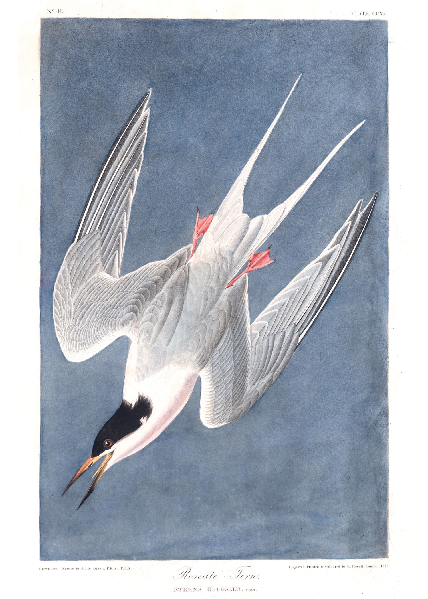 BIRDS OF AMERICA 16