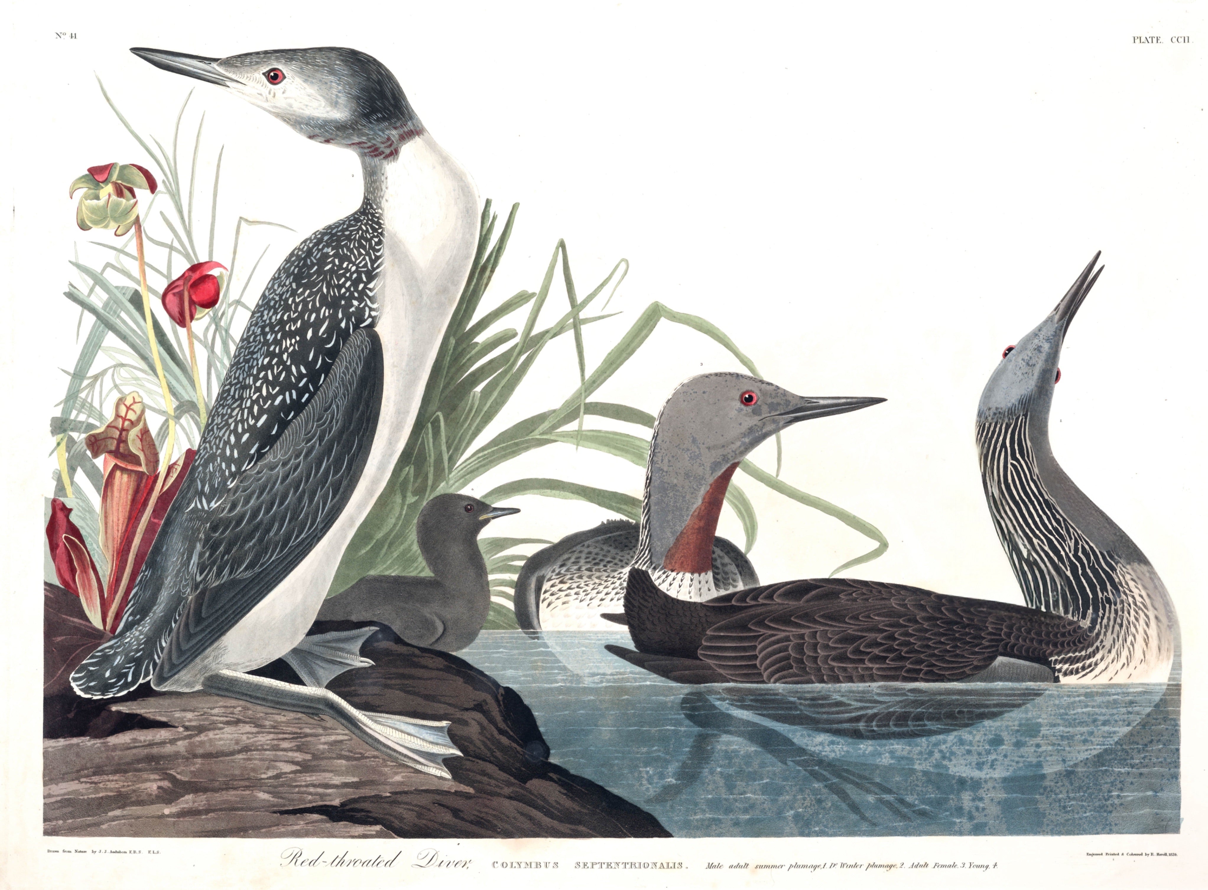 BIRDS OF AMERICA 18