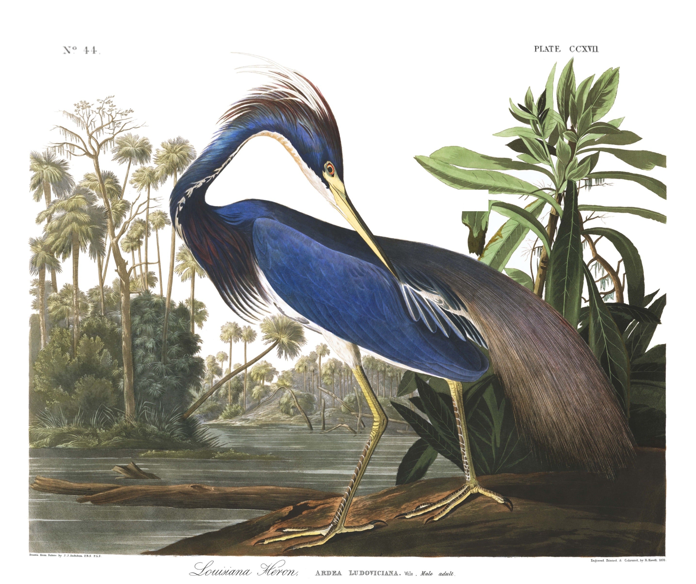 BIRDS OF AMERICA 20