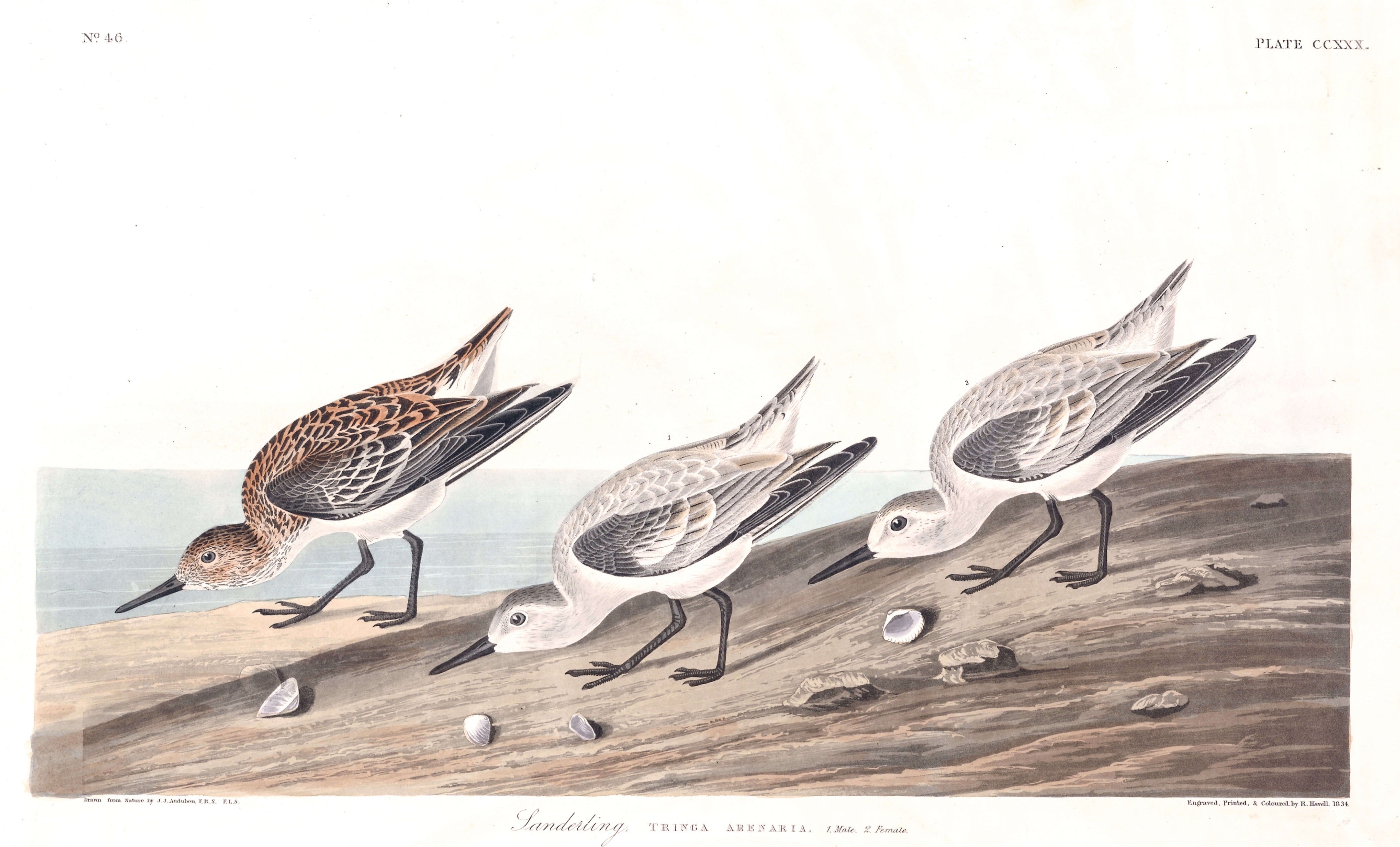 BIRDS OF AMERICA 22