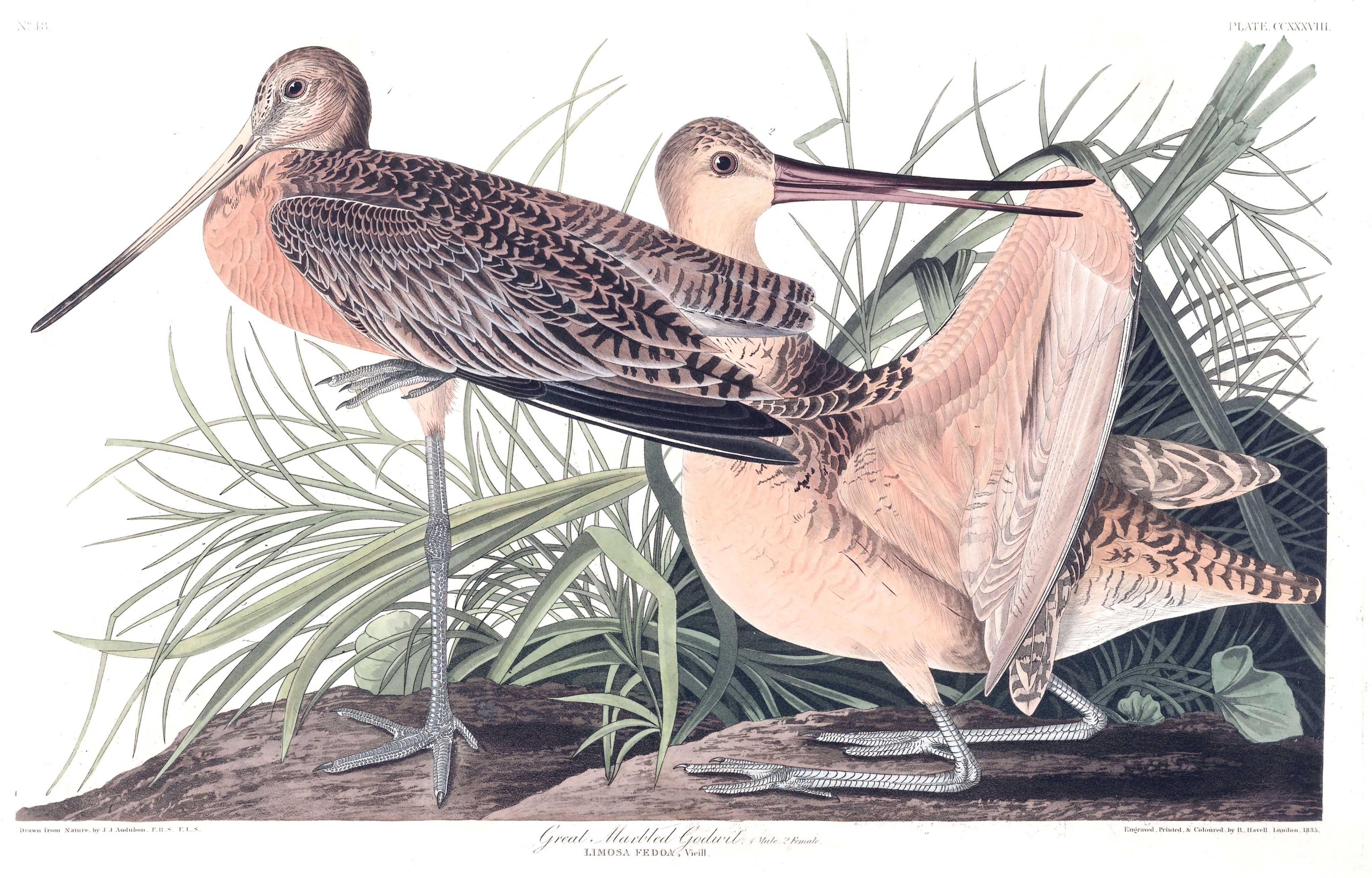 BIRDS OF AMERICA 23