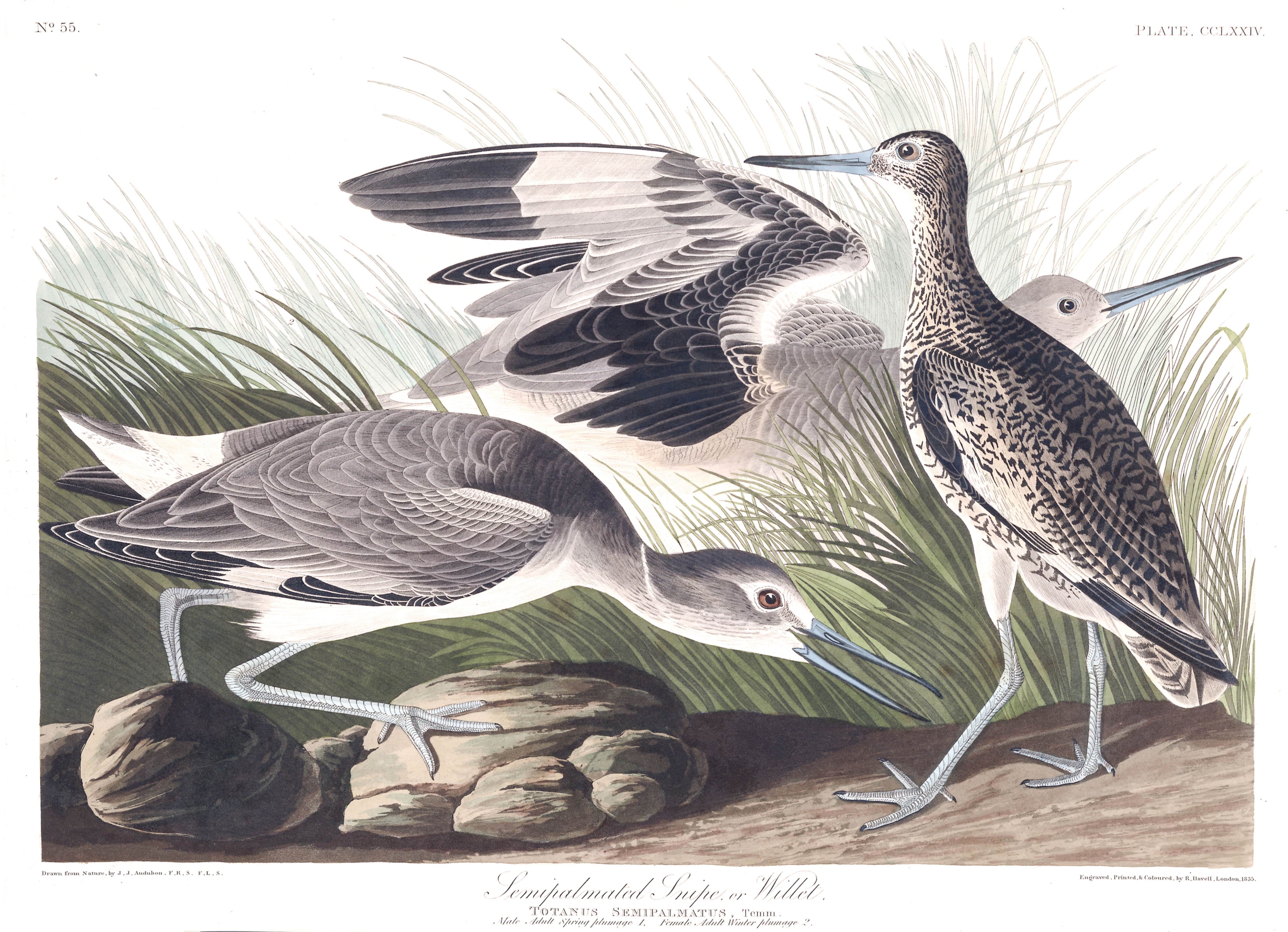 BIRDS OF AMERICA 26