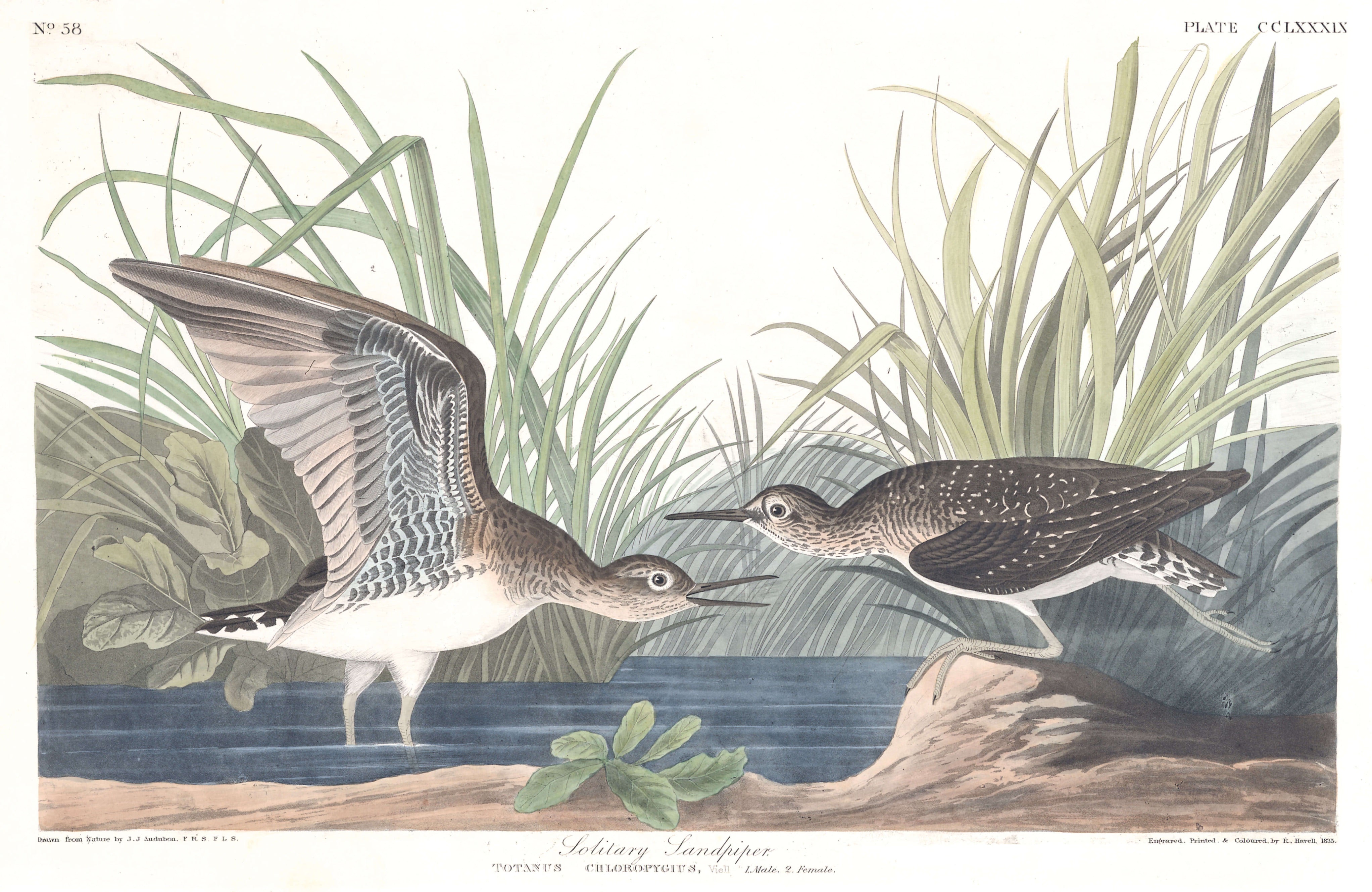 BIRDS OF AMERICA 28
