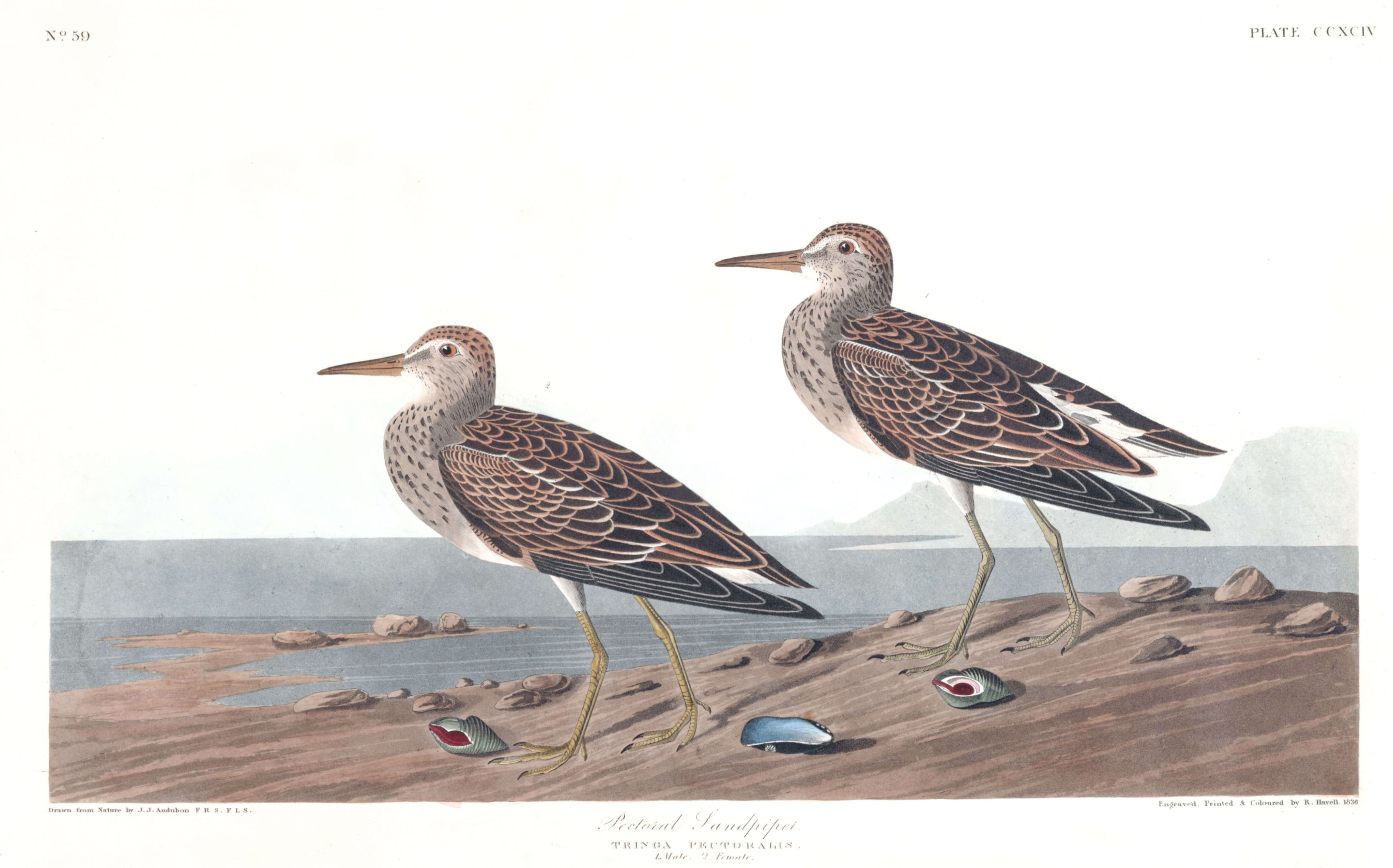 BIRDS OF AMERICA 31