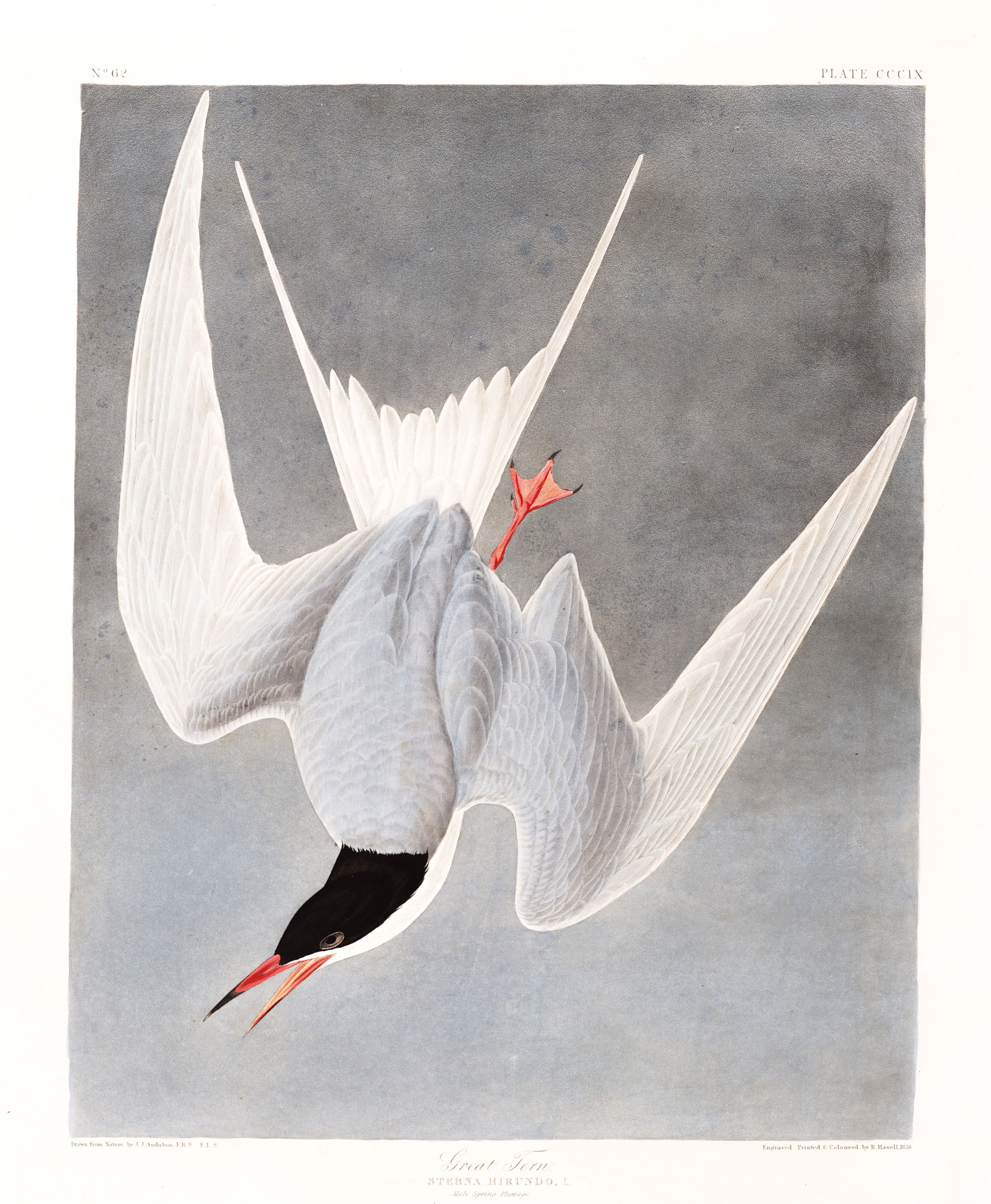 BIRDS OF AMERICA 33
