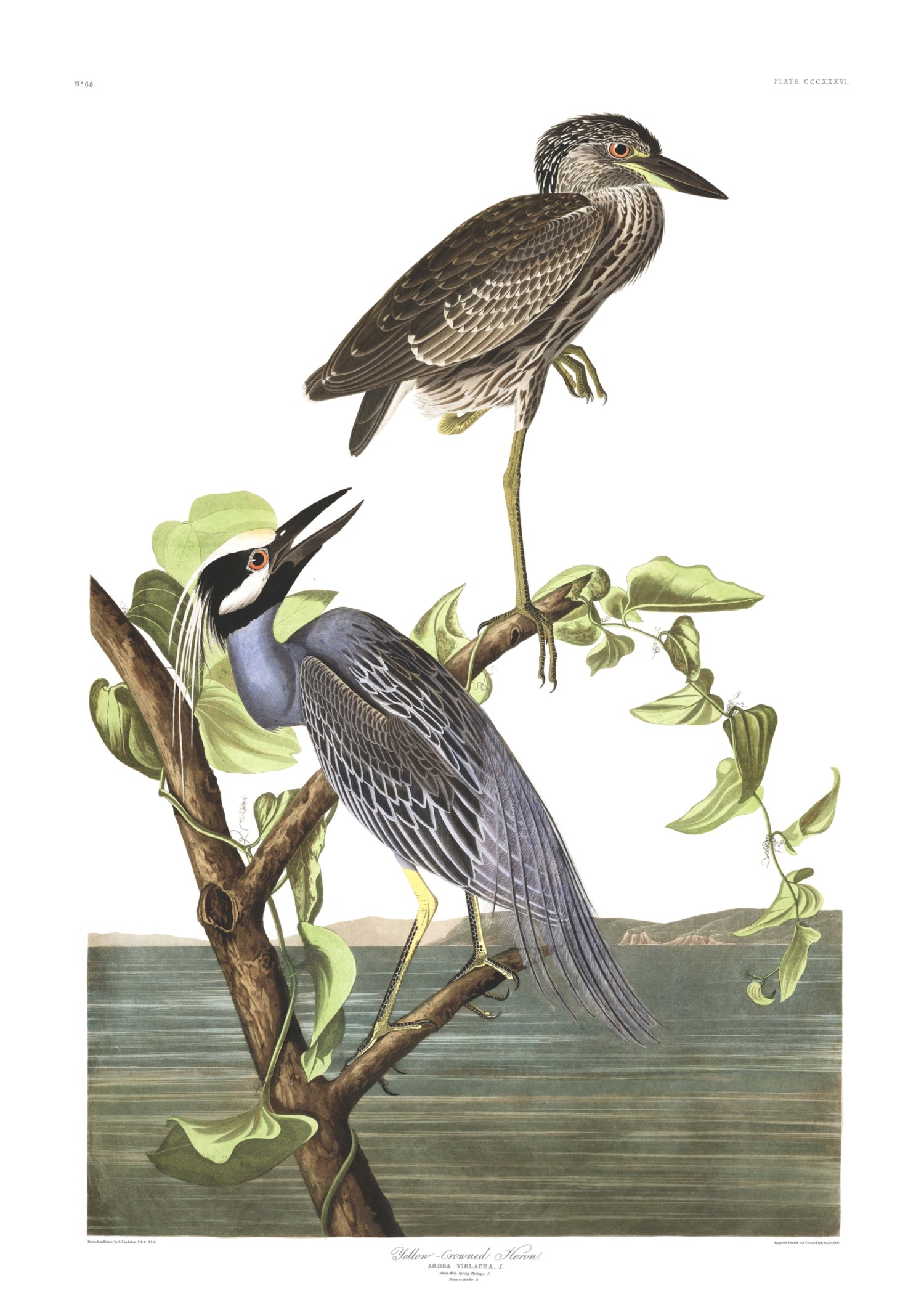 BIRDS OF AMERICA 36