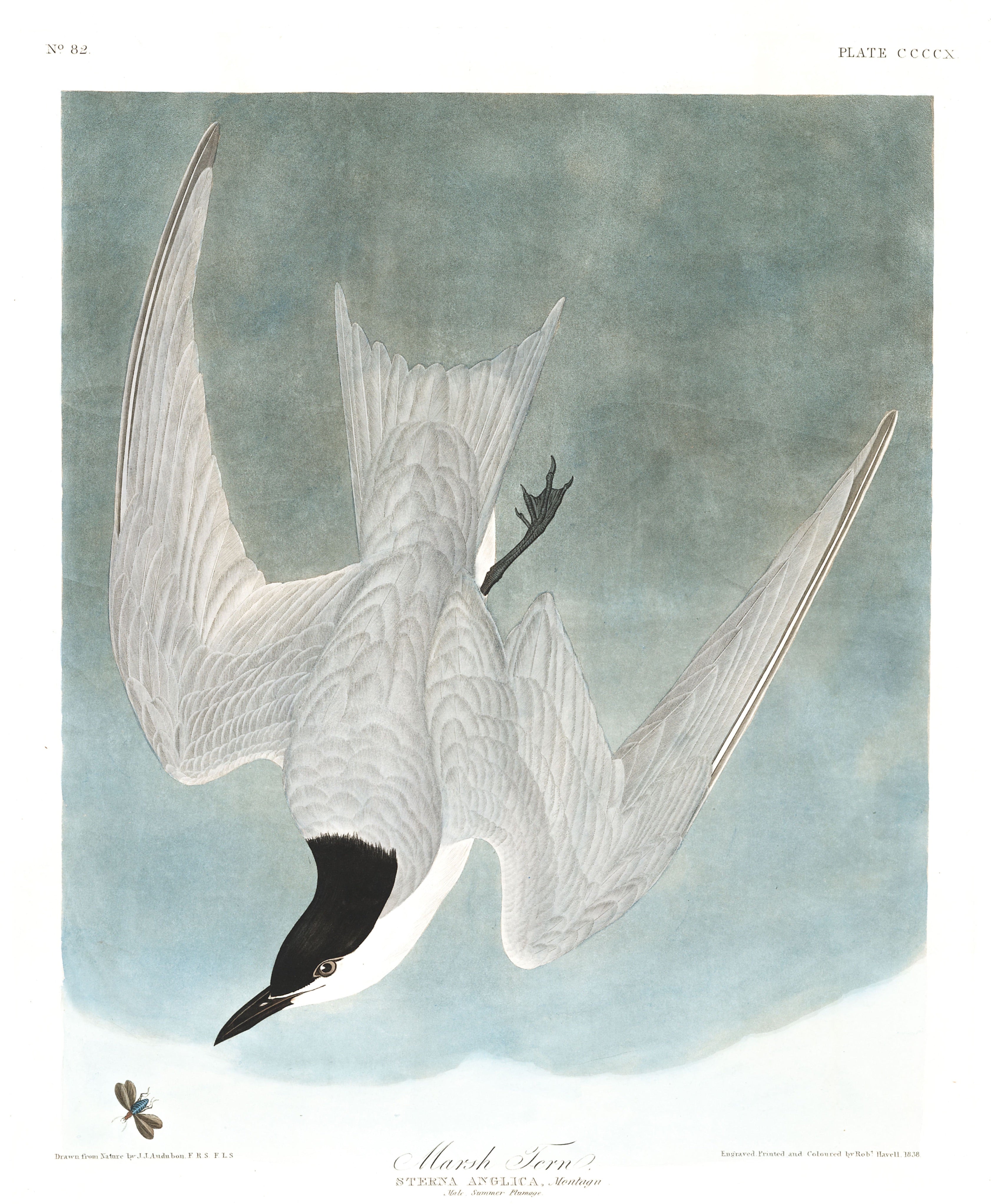 BIRDS OF AMERICA 38