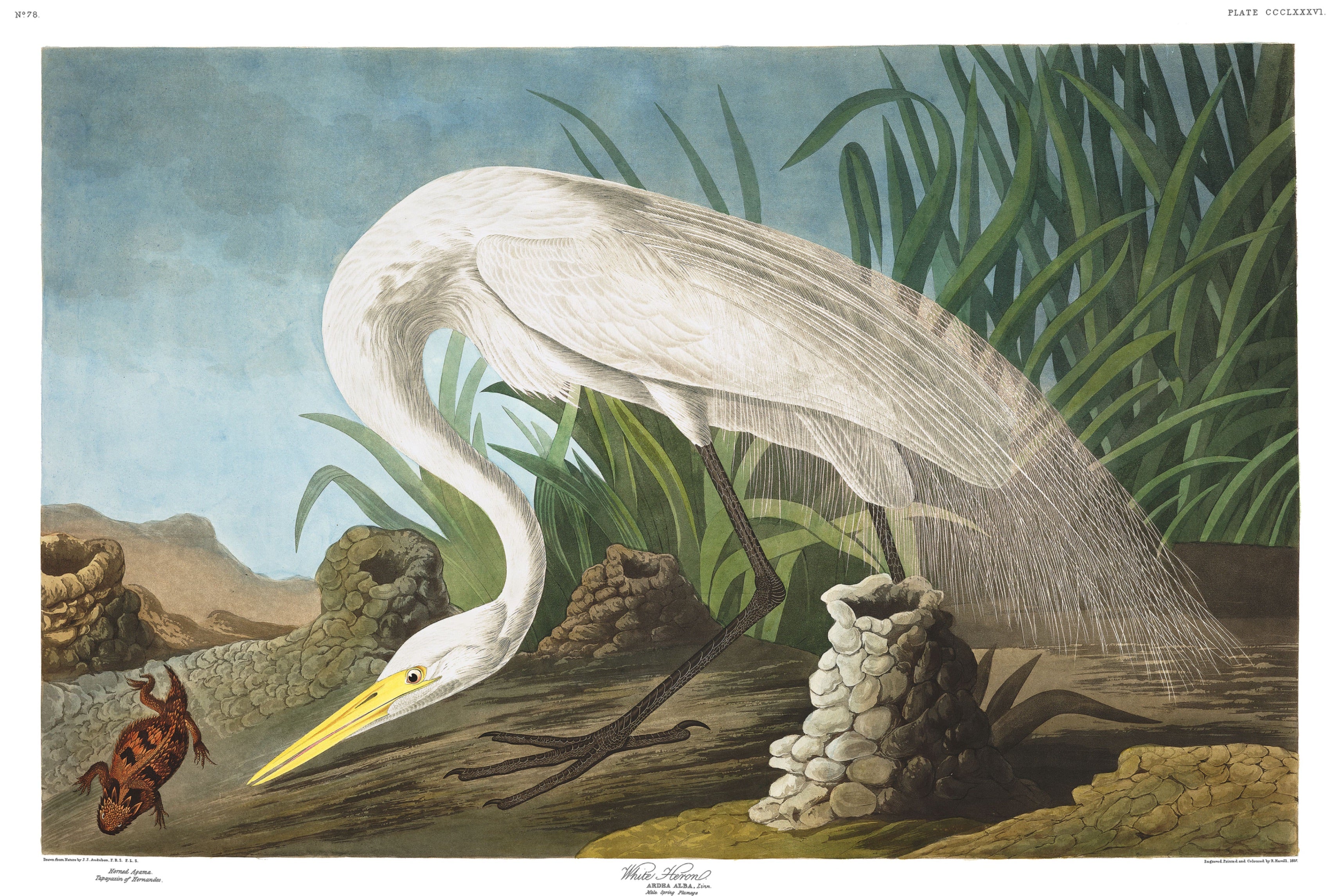 BIRDS OF AMERICA 39