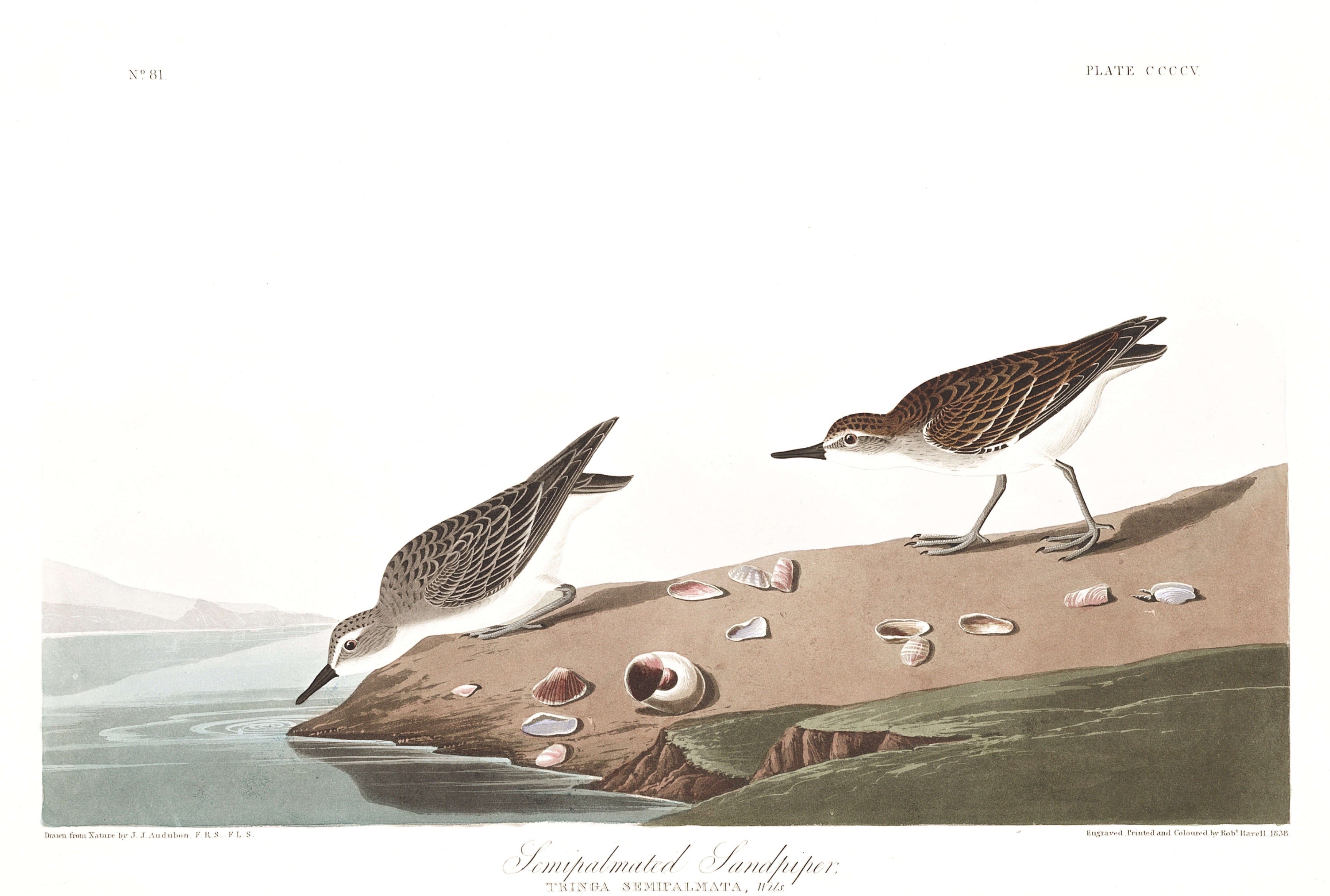 BIRDS OF AMERICA 40