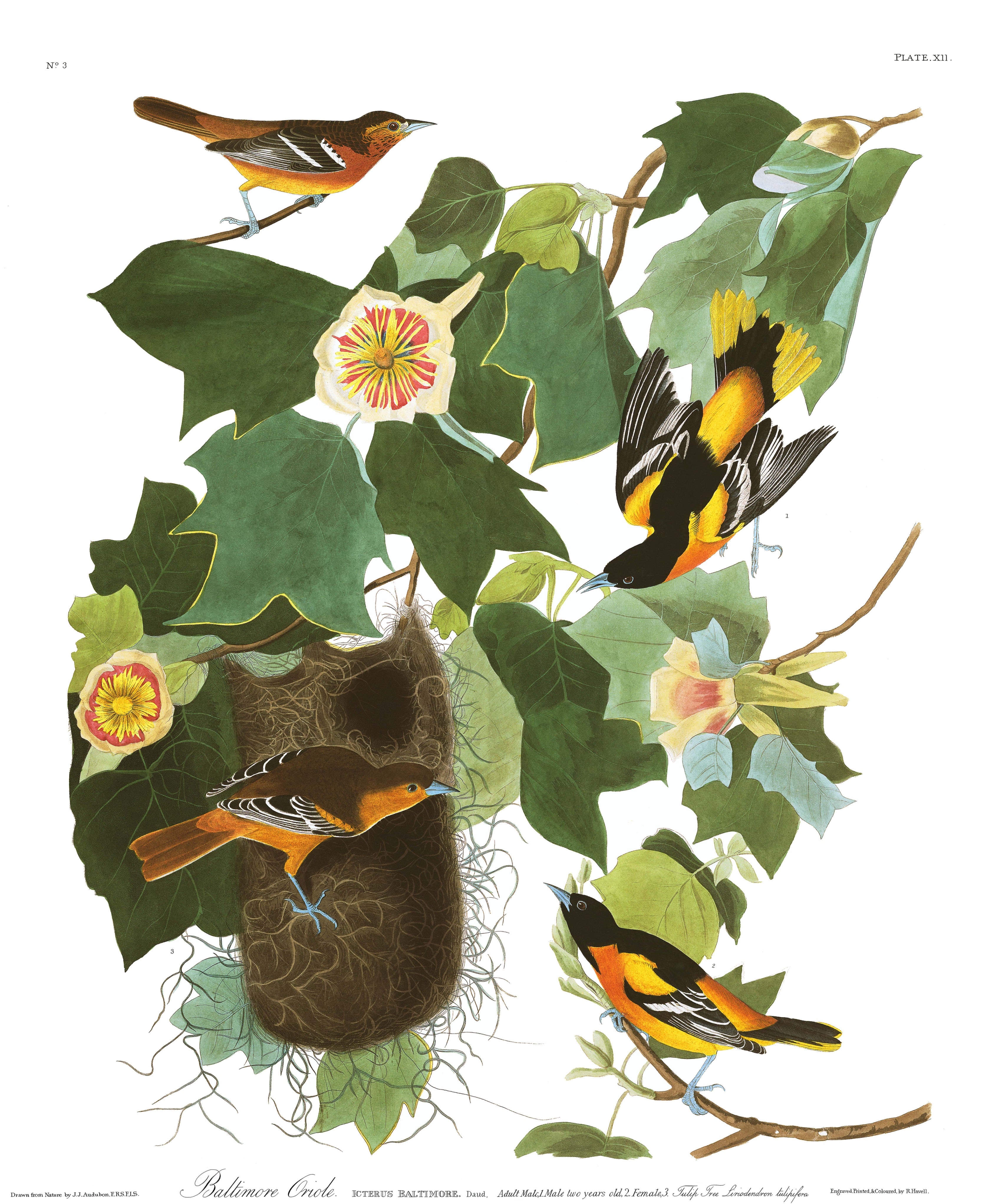 BIRDS OF AMERICA 43