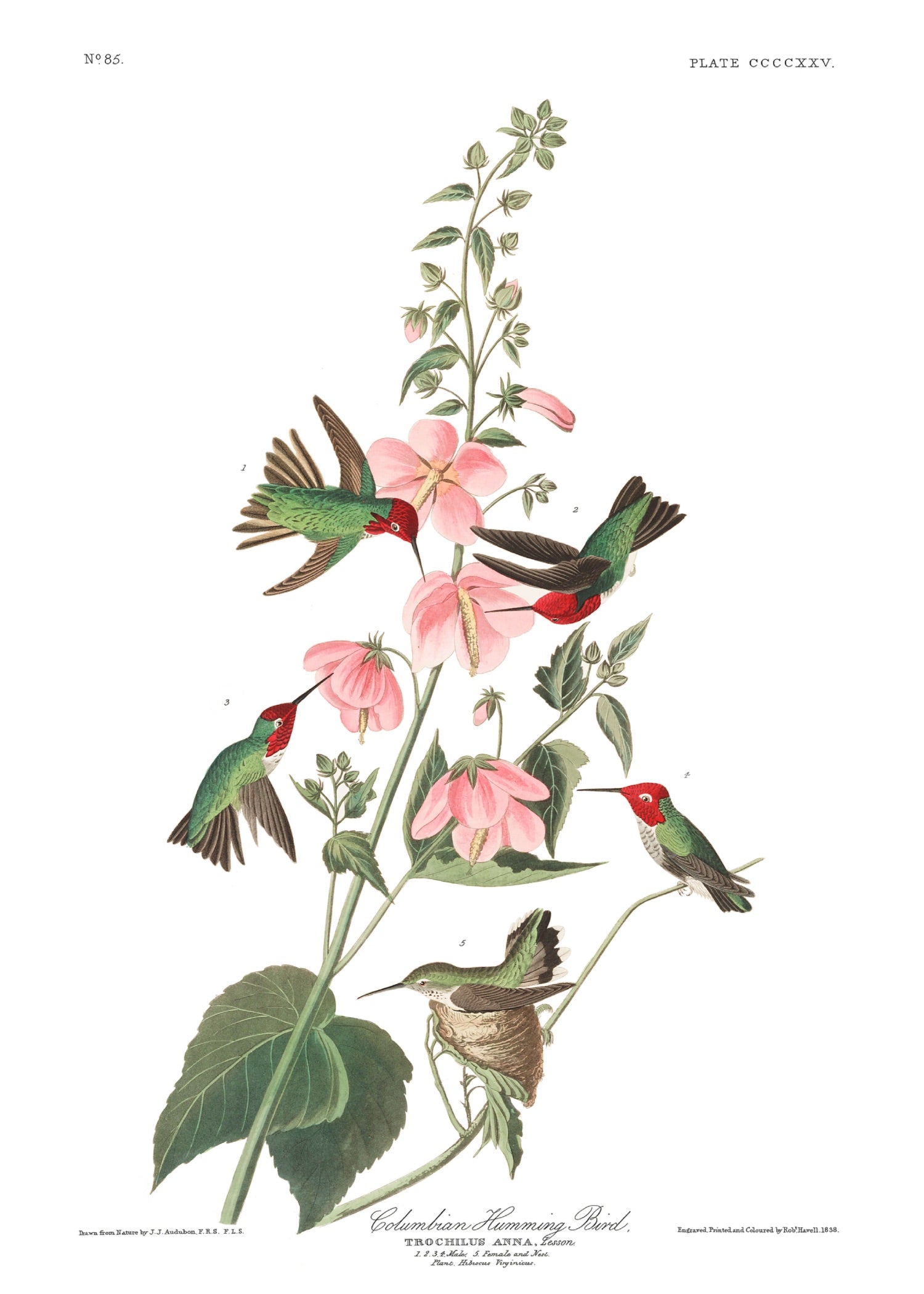 BIRDS OF AMERICA 53