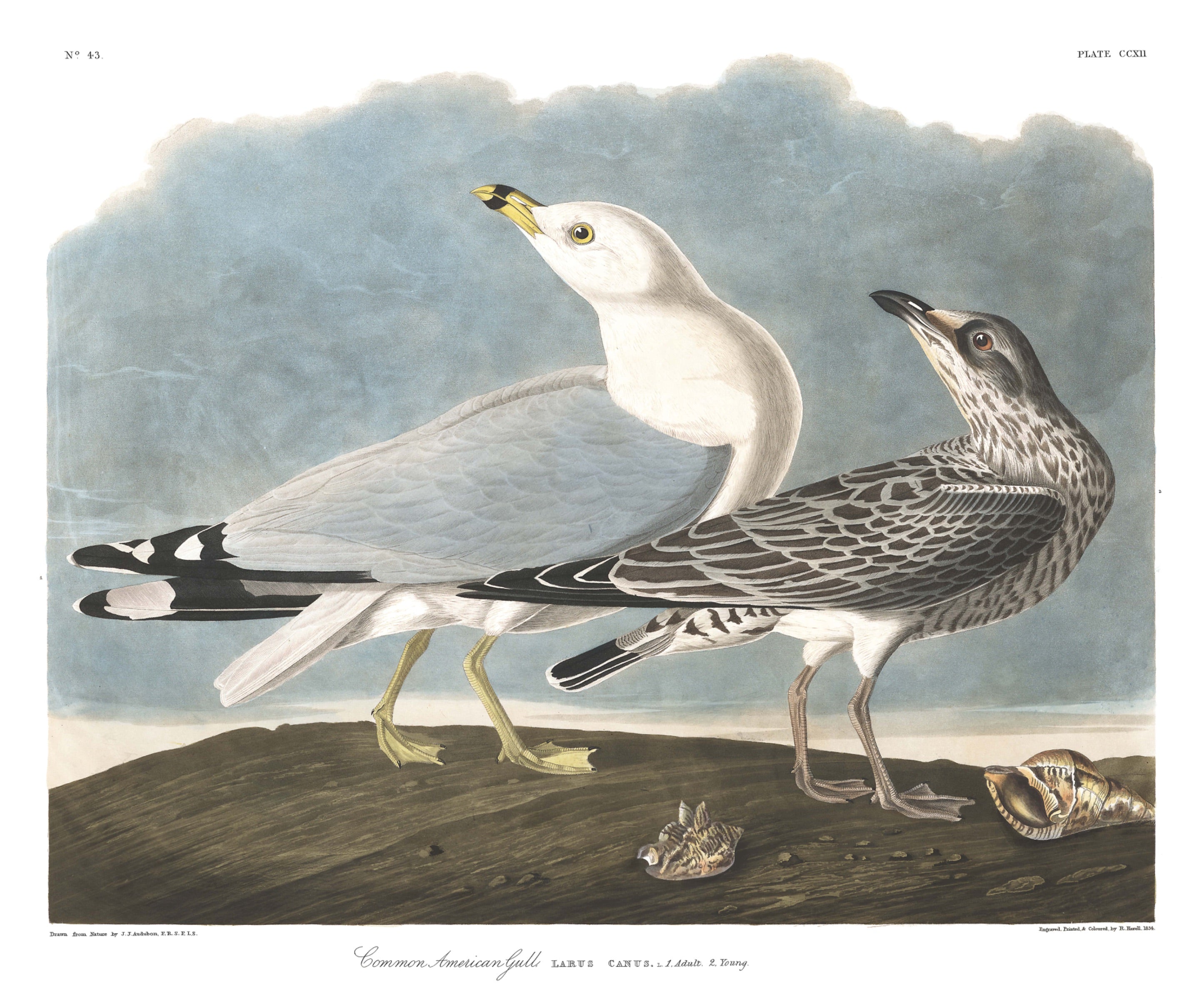 BIRDS OF AMERICA 55