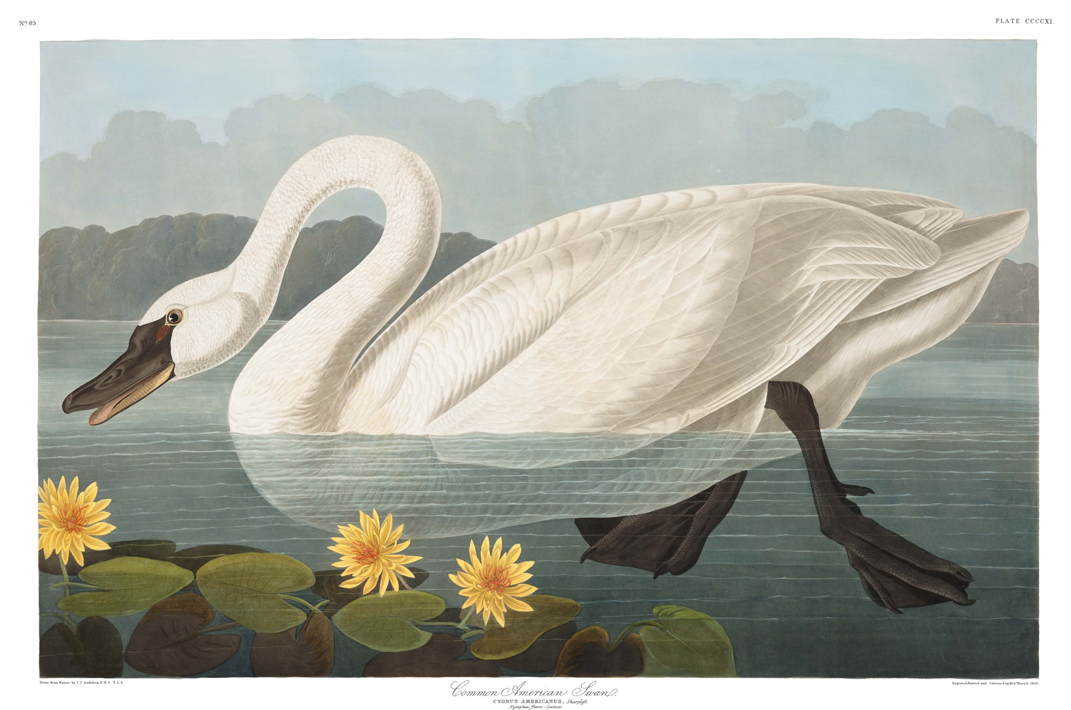 BIRDS OF AMERICA 59