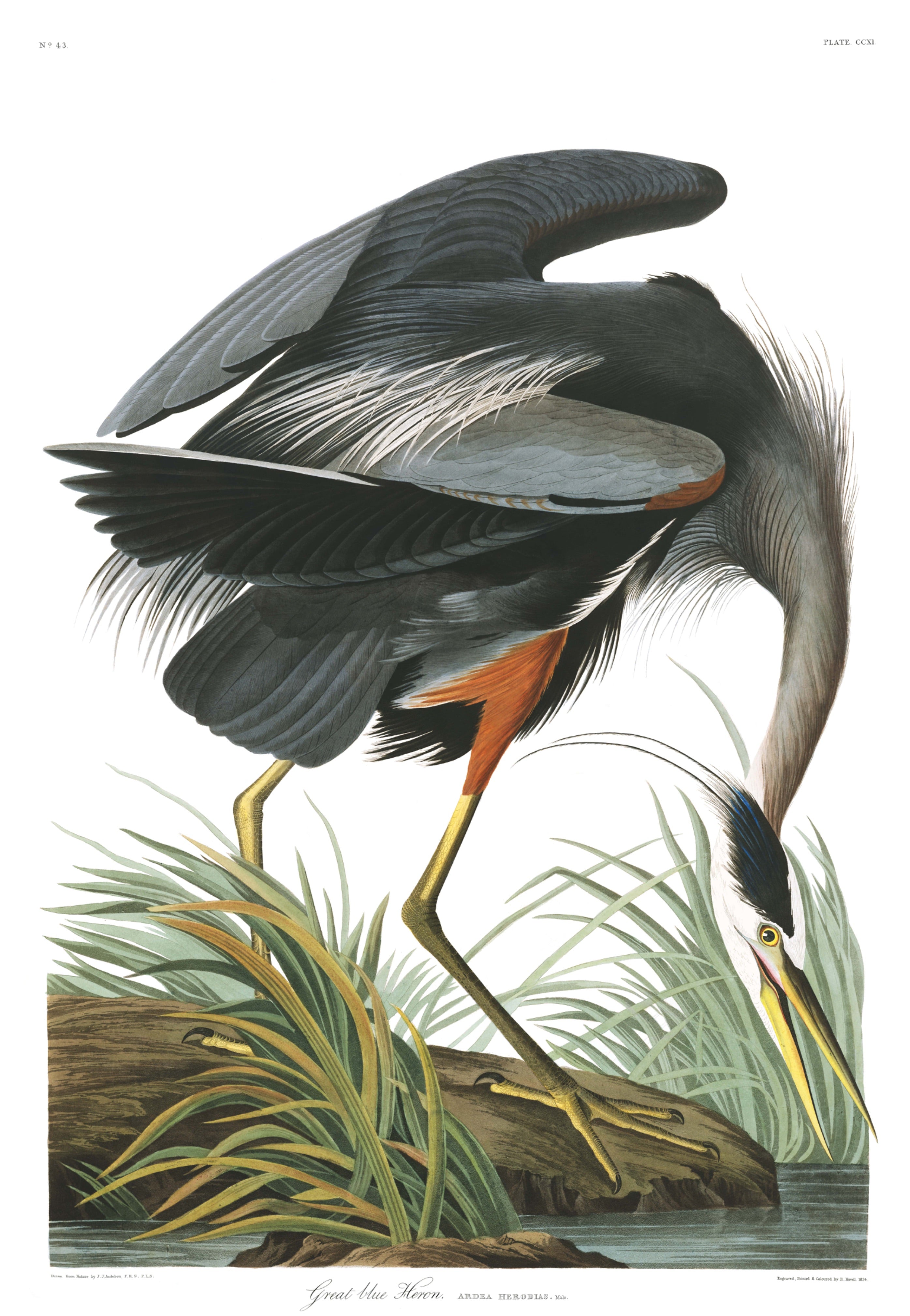 BIRDS OF AMERICA 61