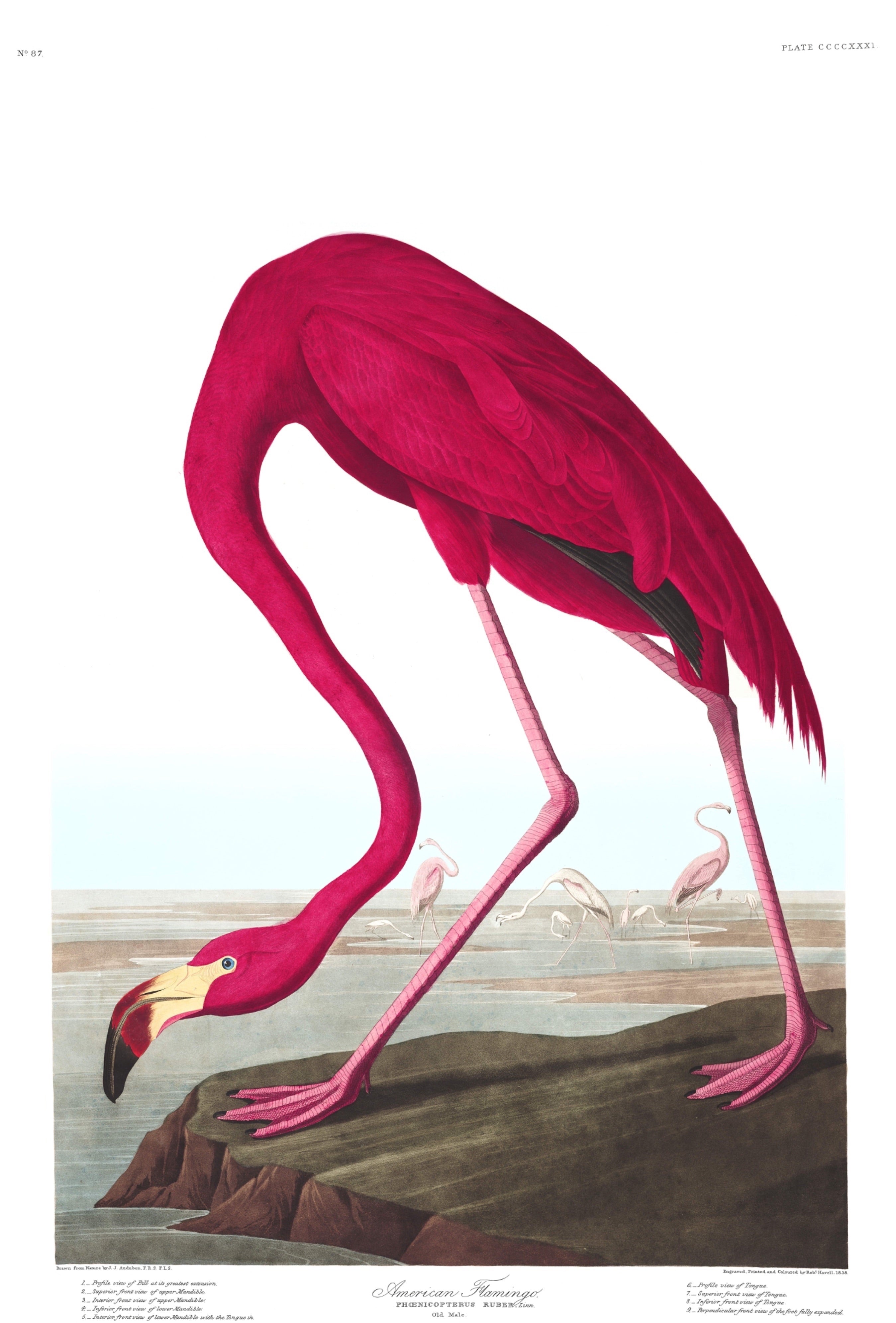 BIRDS OF AMERICA 62