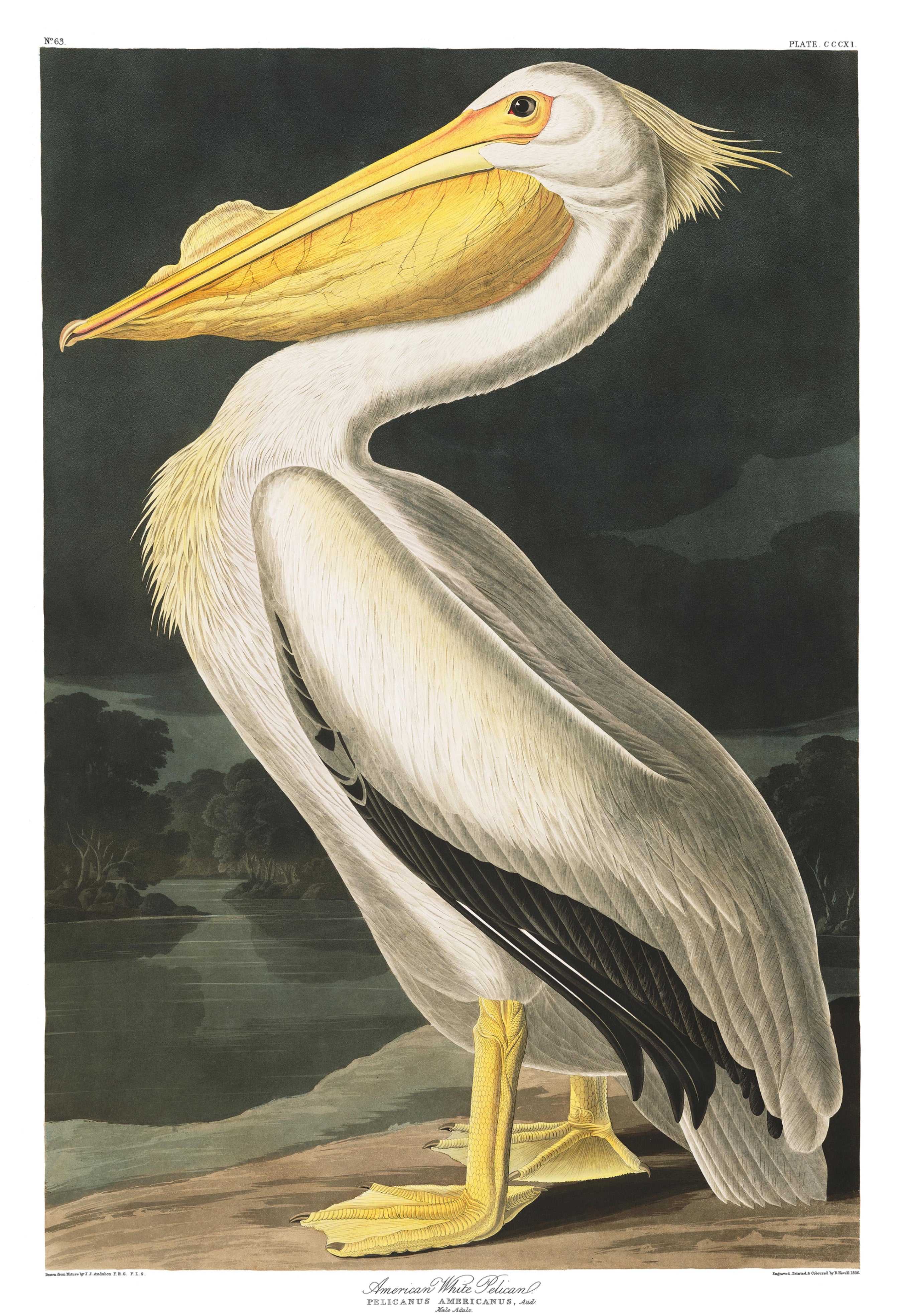 BIRDS OF AMERICA 63