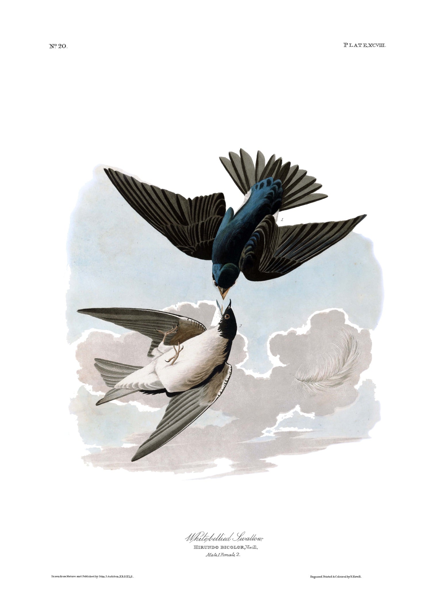 BIRDS OF AMERICA 7