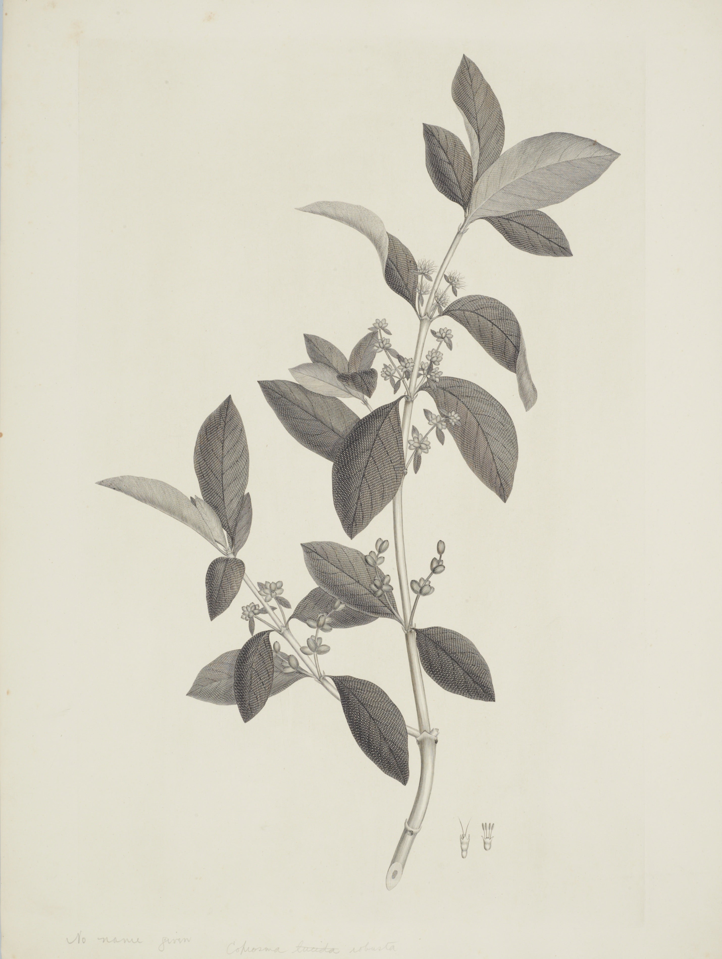 NEW ZEALAND PLANT 13