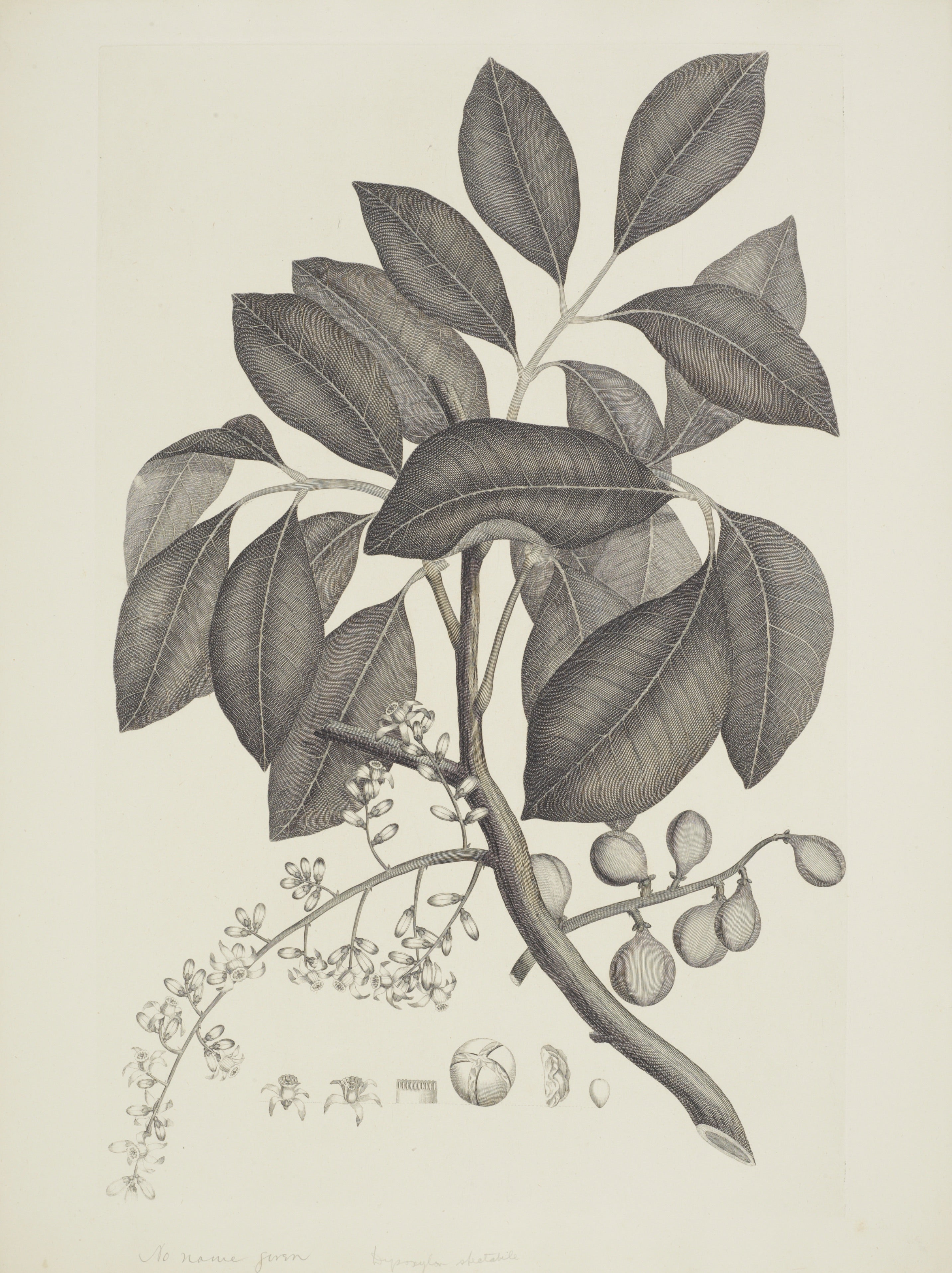 NEW ZEALAND PLANT 15