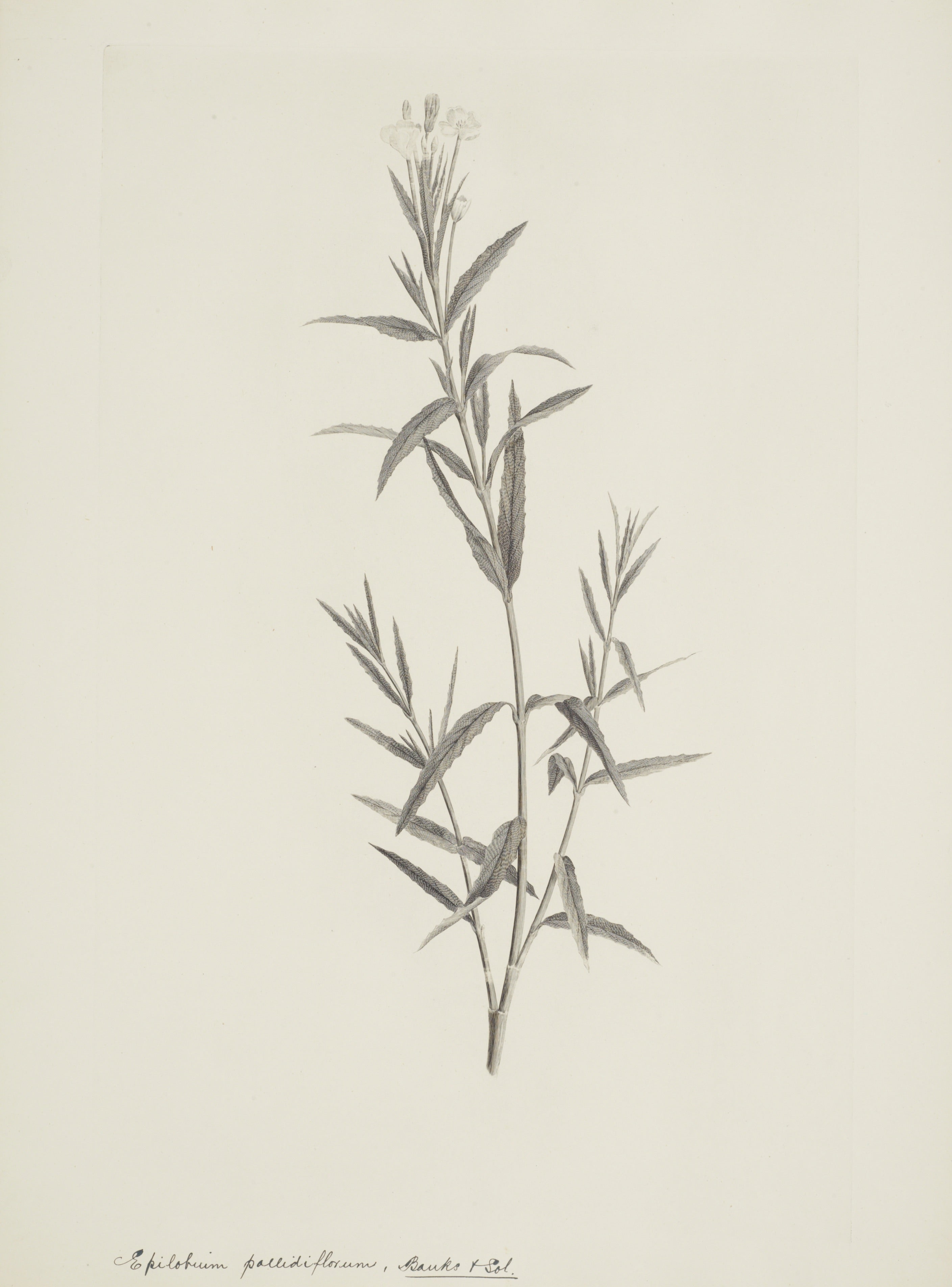 NEW ZEALAND PLANT 18