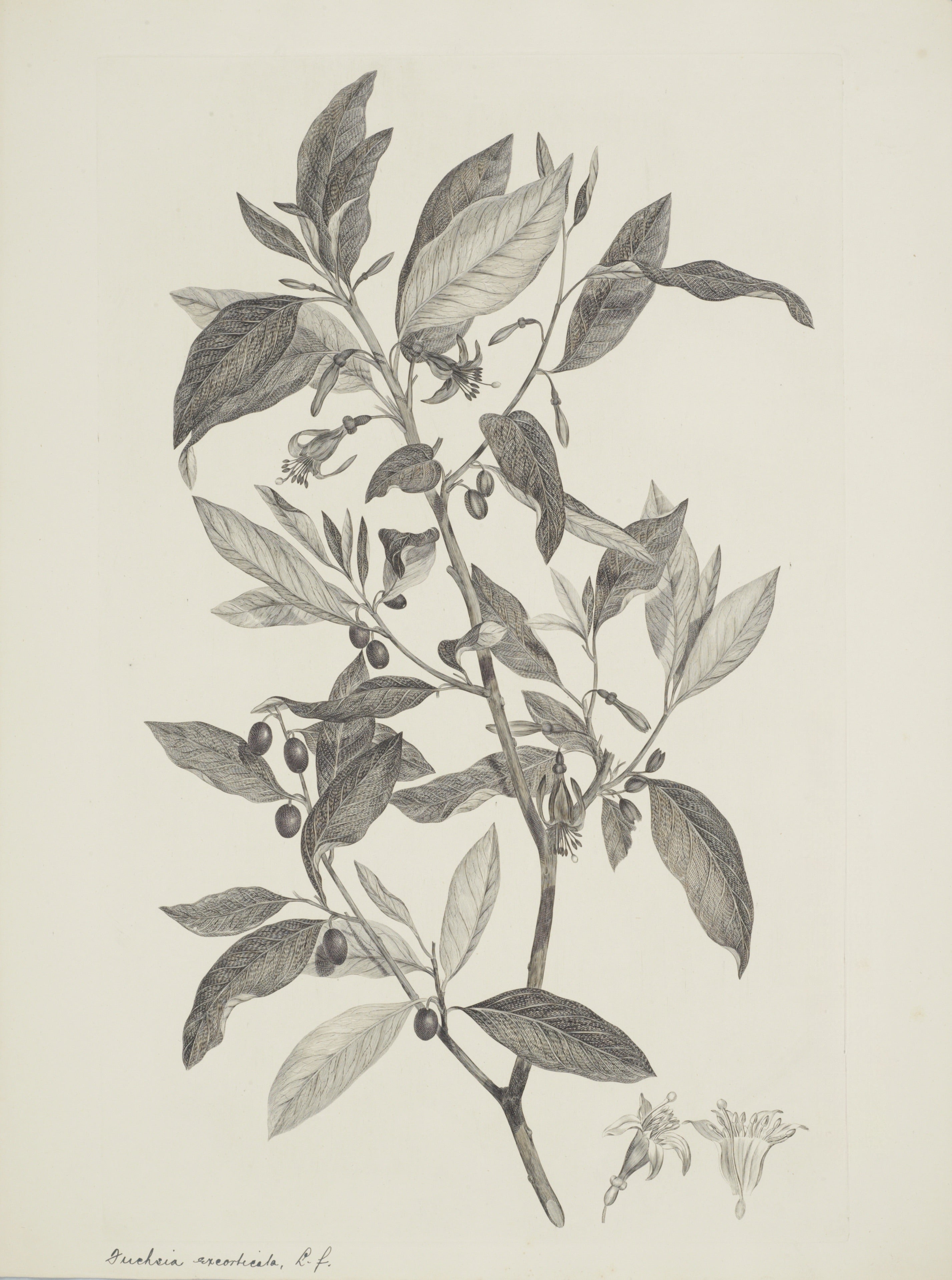 NEW ZEALAND PLANT 20