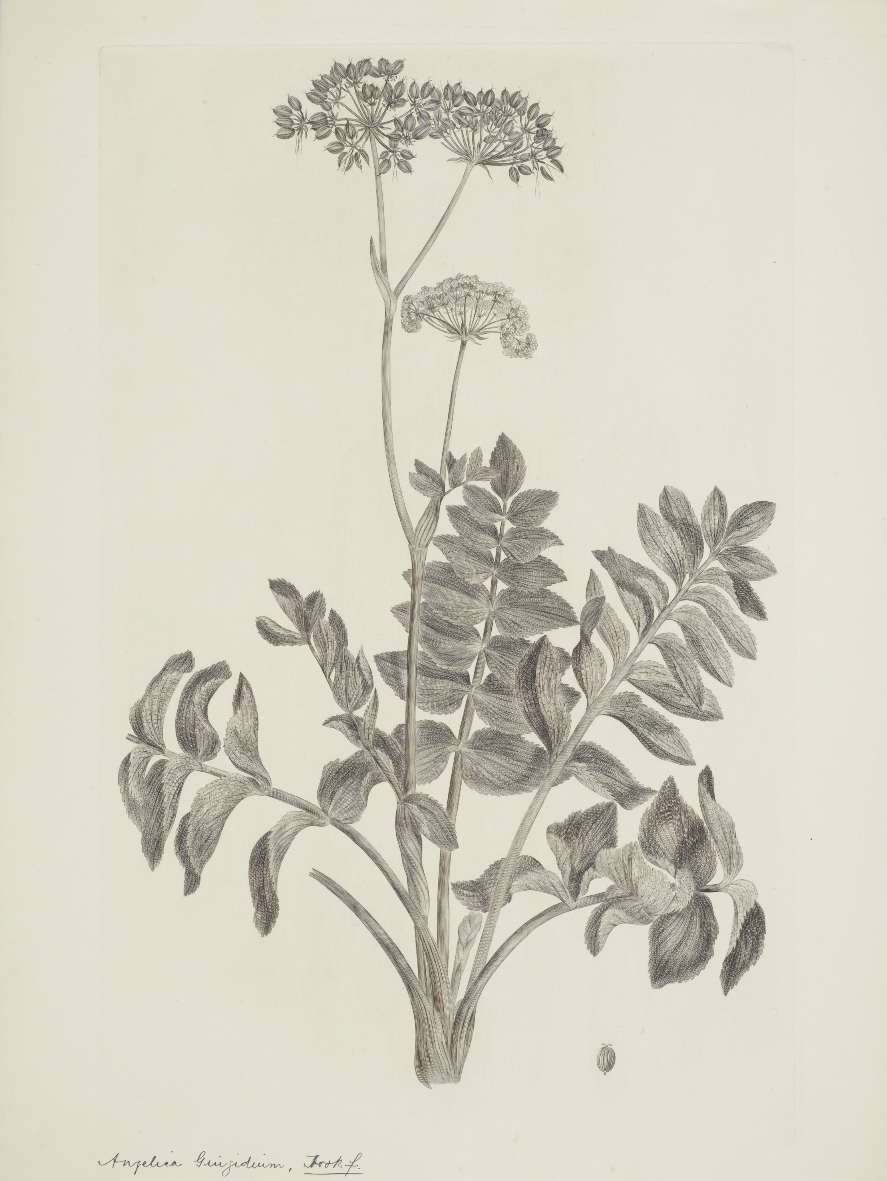 NEW ZEALAND PLANT 23