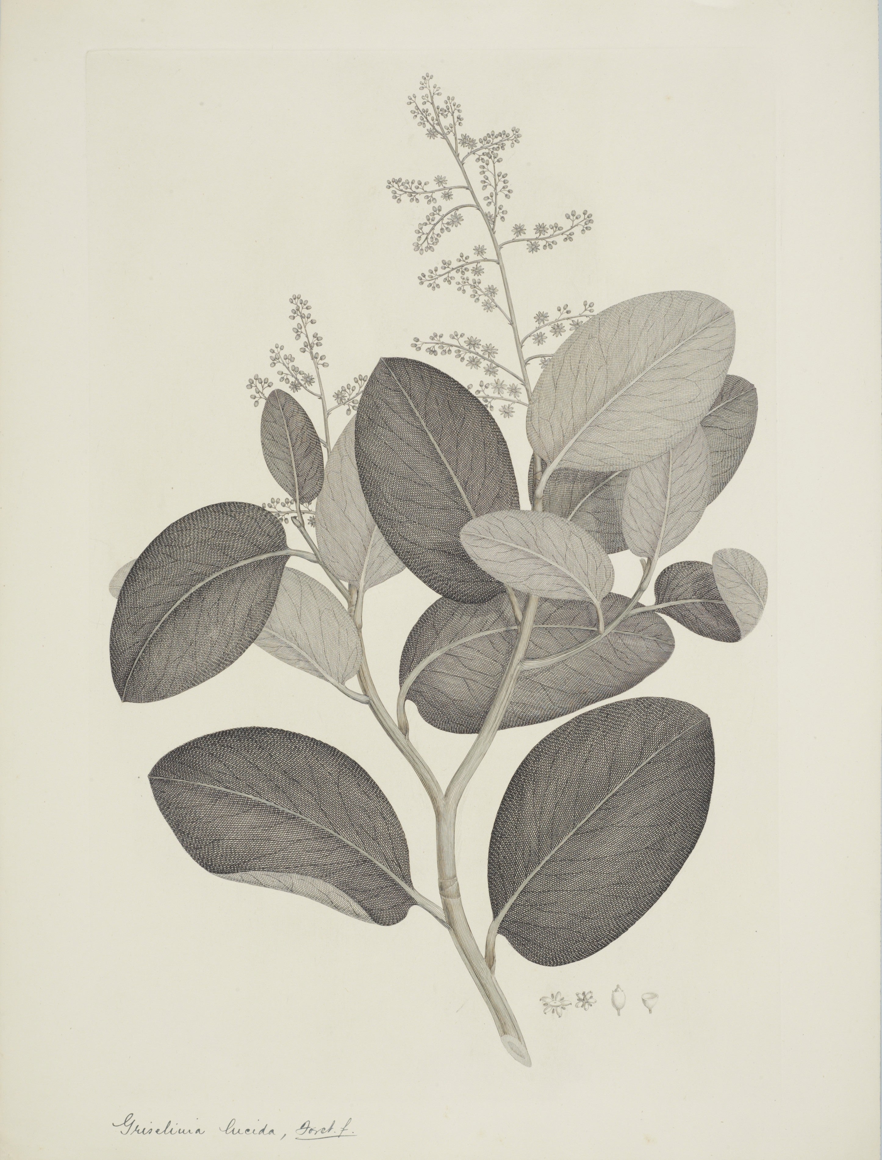 NEW ZEALAND PLANT 24
