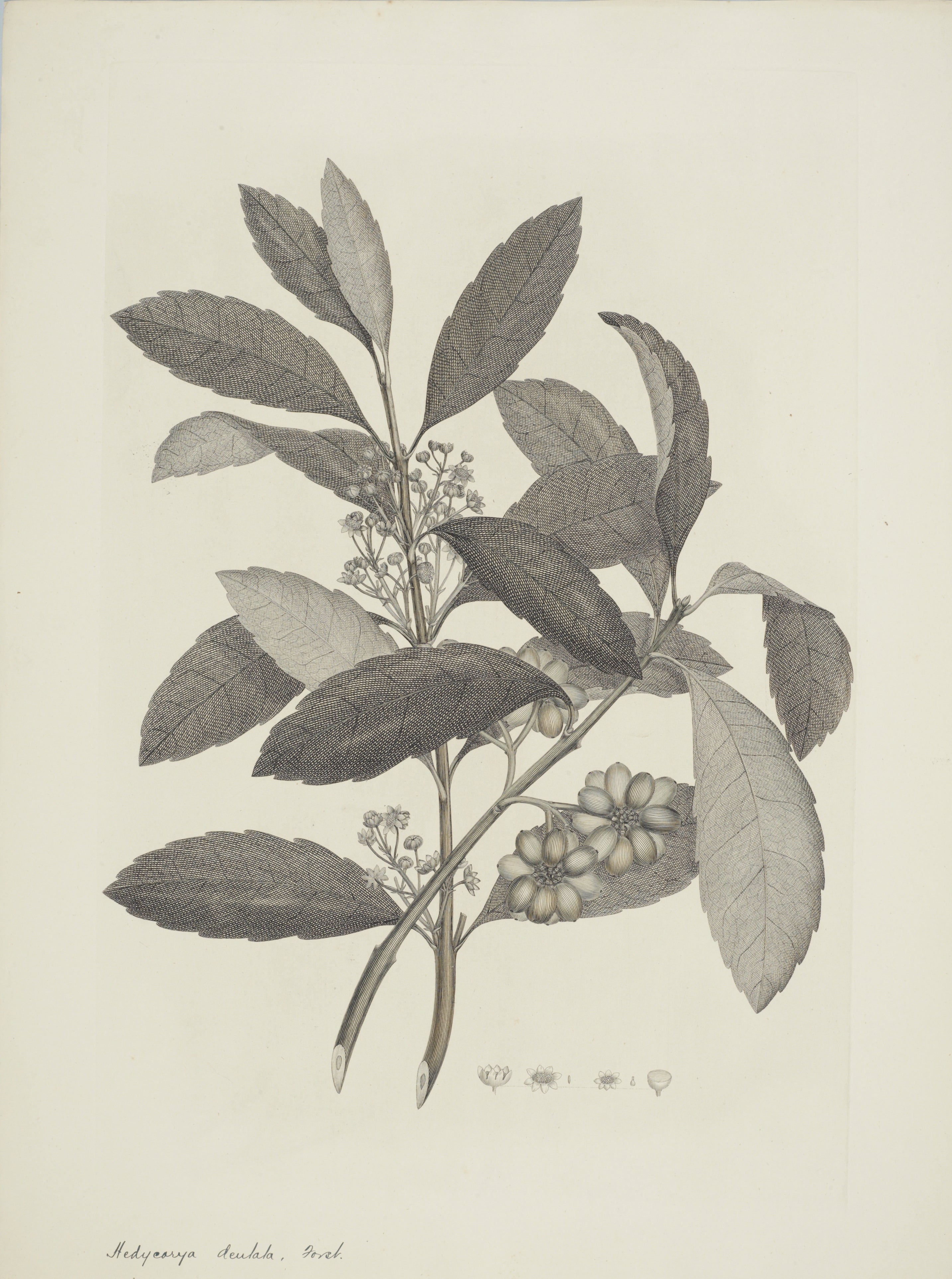 NEW ZEALAND PLANT 28
