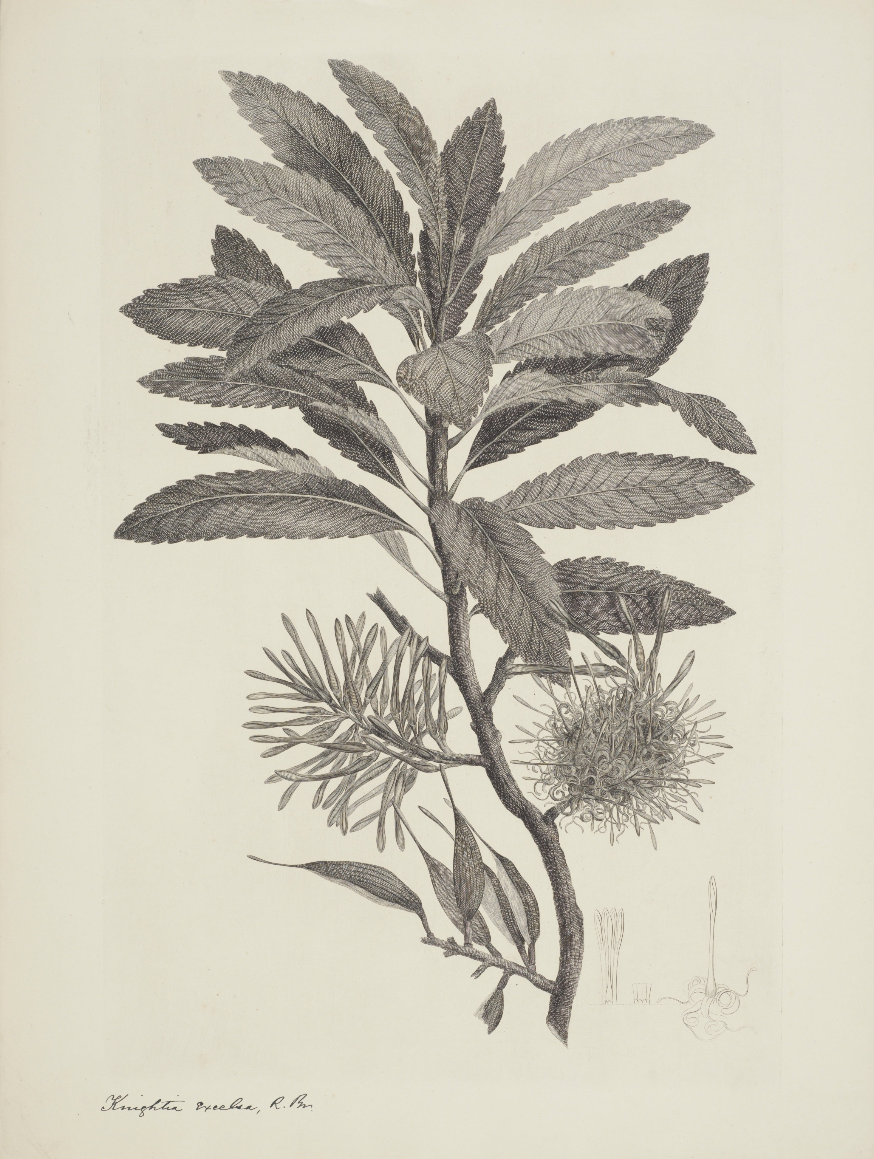 NEW ZEALAND PLANT 29
