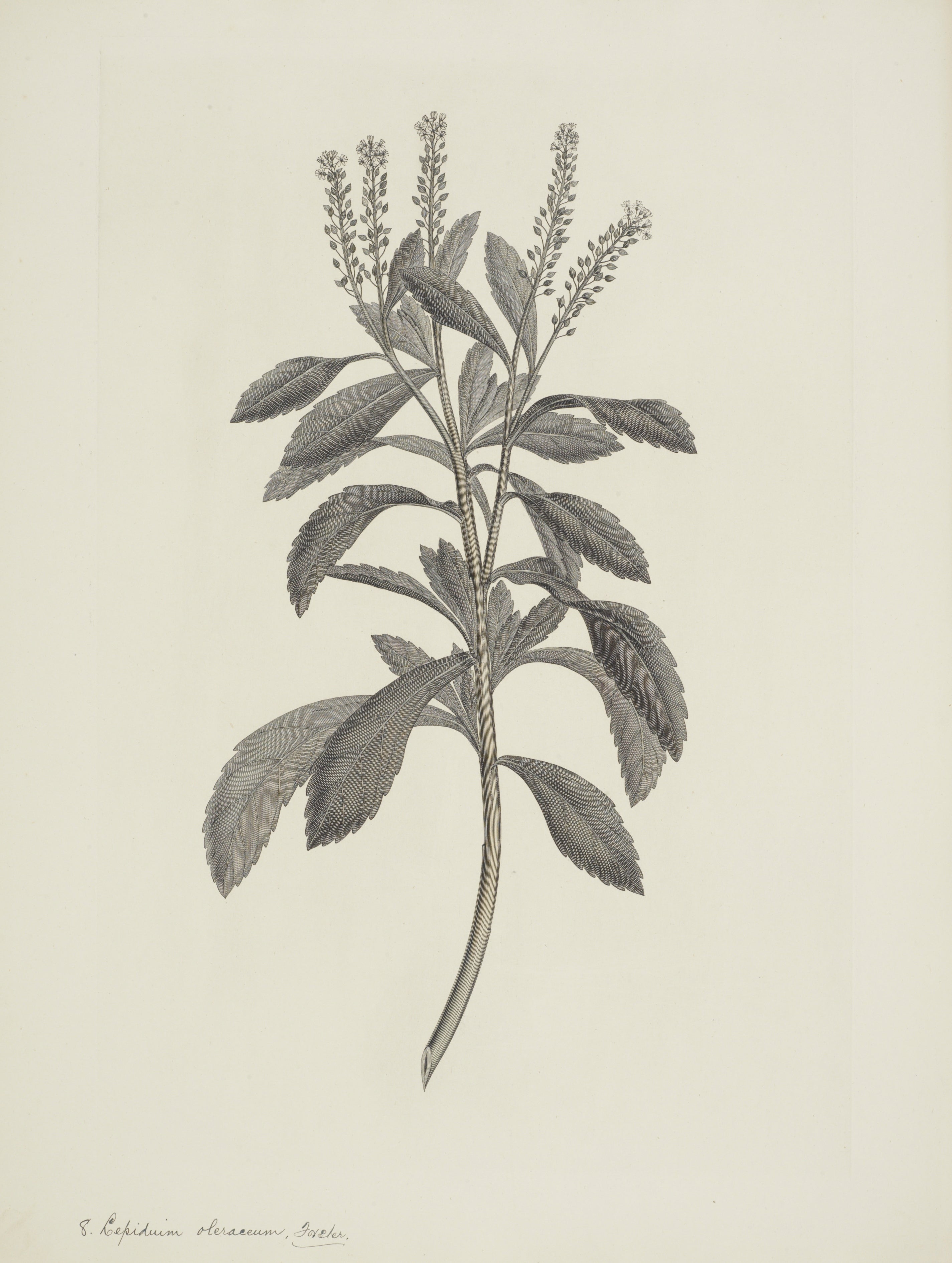 NEW ZEALAND PLANT 30