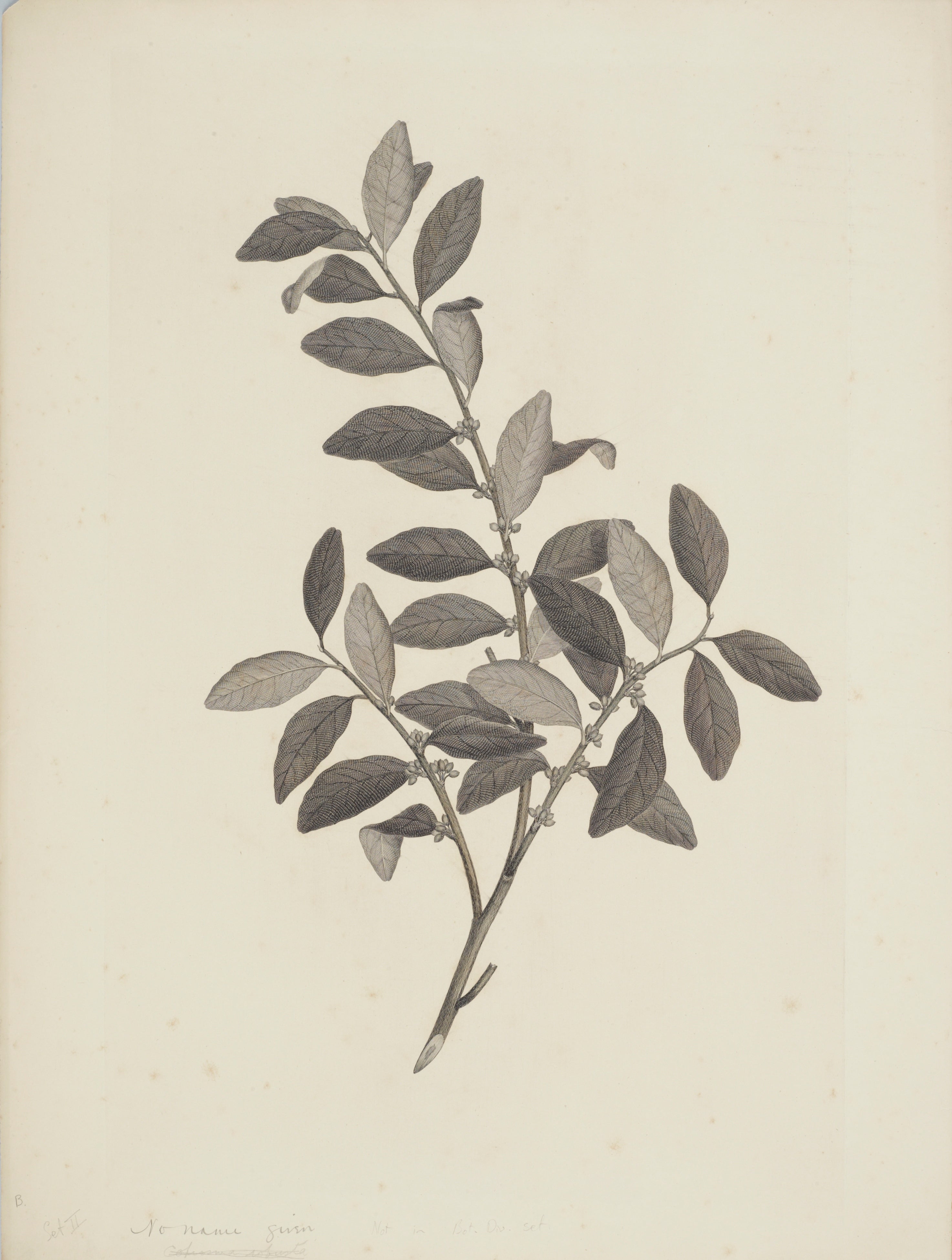 NEW ZEALAND PLANT 38