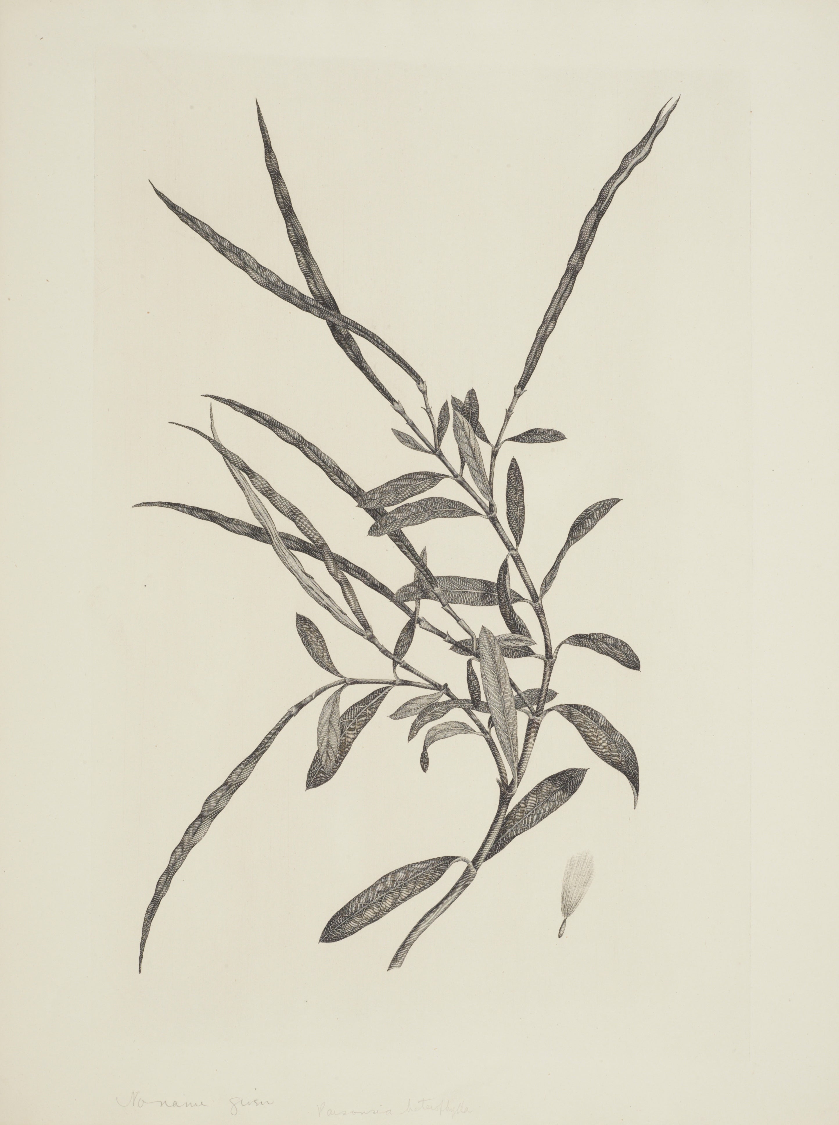 NEW ZEALAND PLANT 40