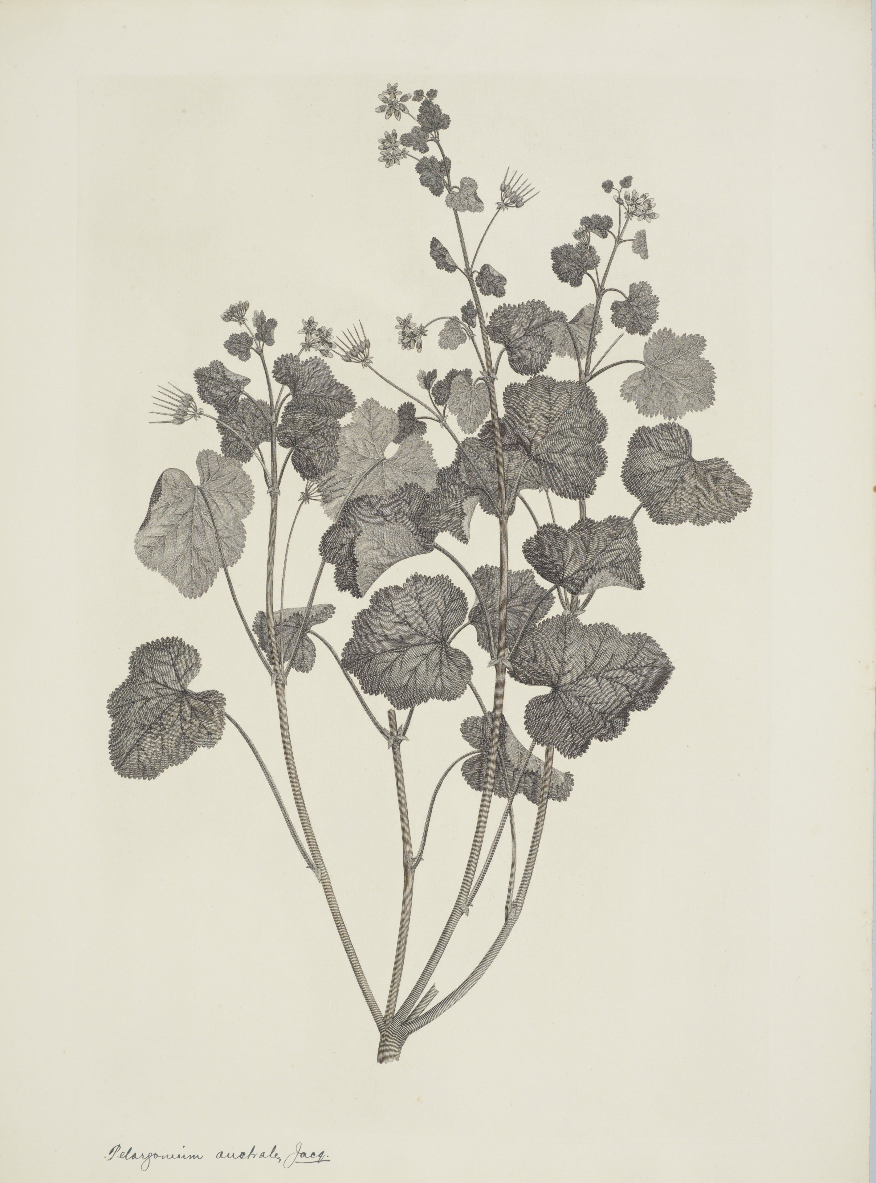 NEW ZEALAND PLANT 42