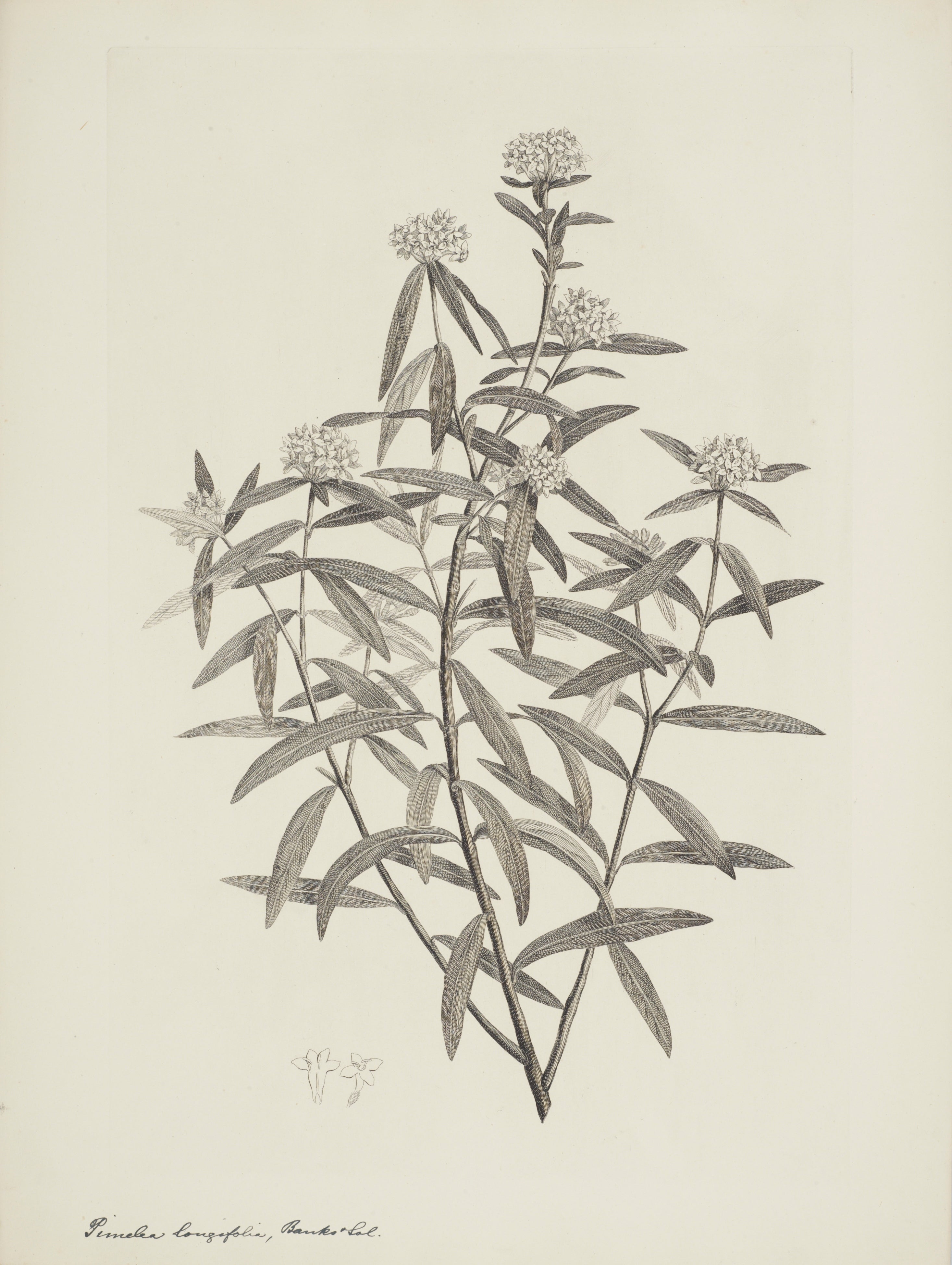 NEW ZEALAND PLANT 43